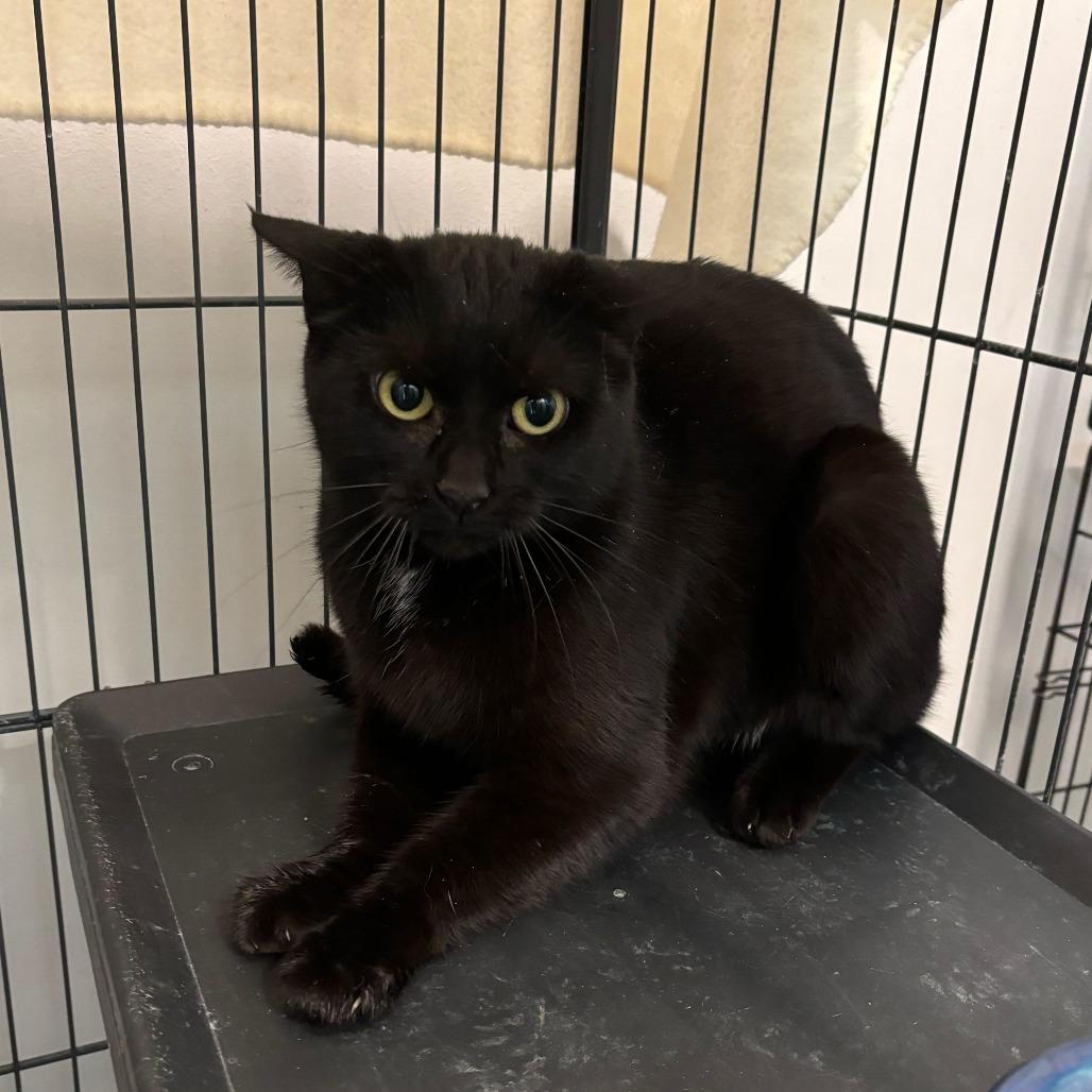 Drizella, Adoptable, Adult Female Domestic Short Hair.