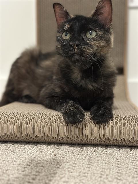 RAISINETTE, Adoptable, Adult Female Domestic Short Hair.