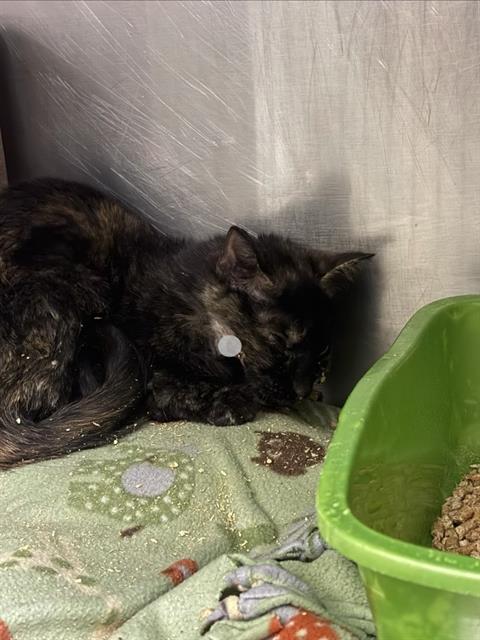 RAISINETTE, Adoptable, Adult Female Domestic Short Hair.