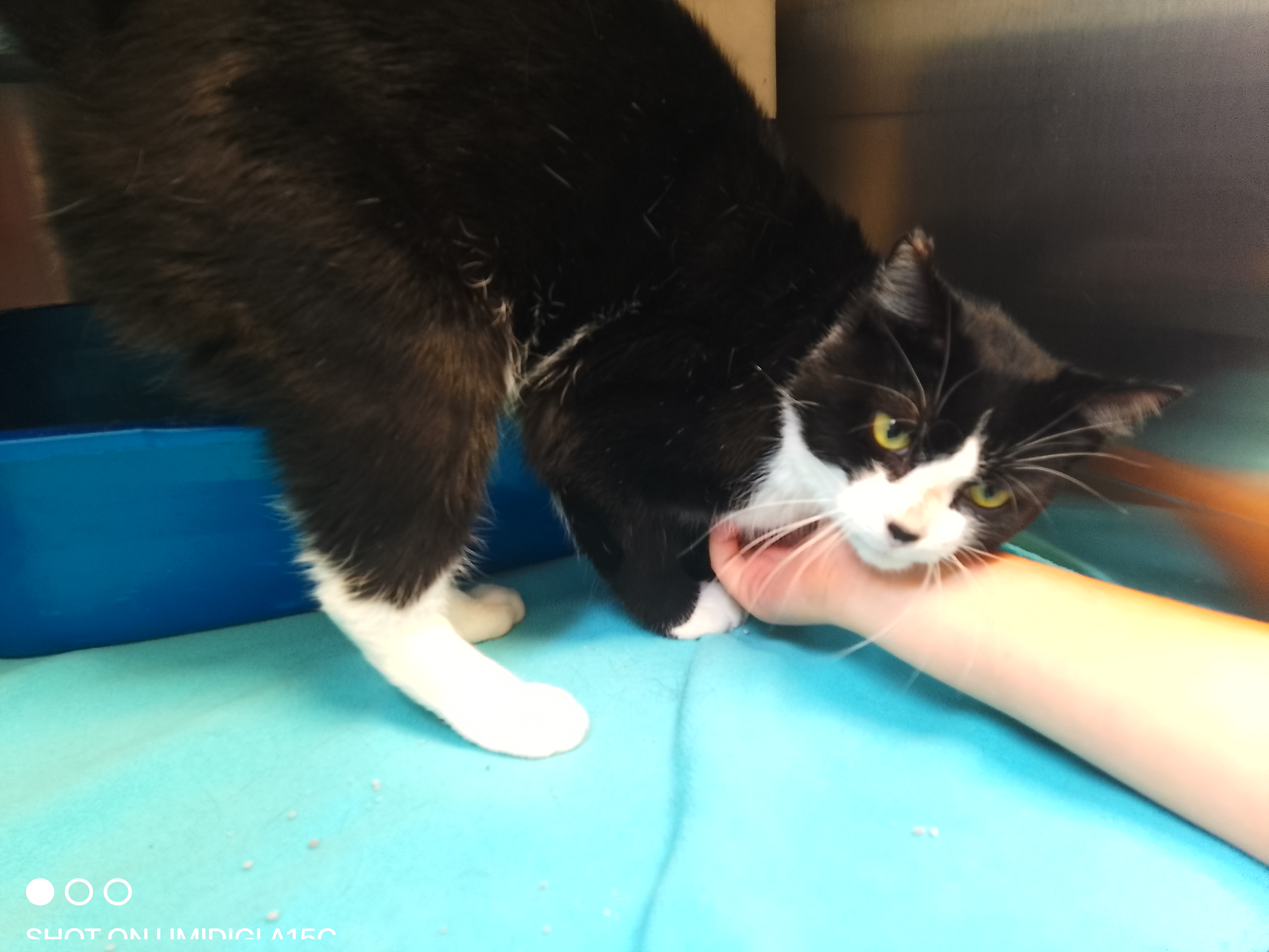 Cat for adoption Milos, a Domestic Short Hair in Wahpeton, ND Petfinder