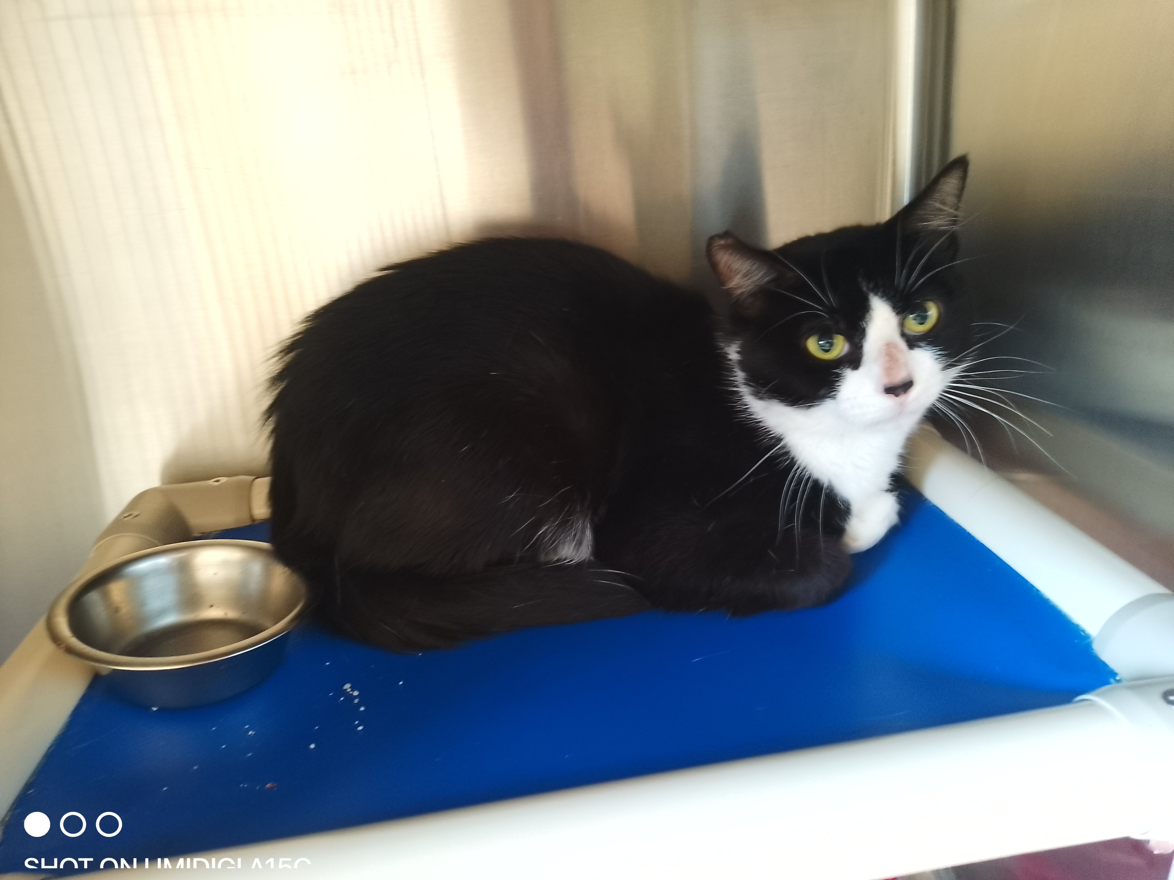 Cat for adoption Milos, a Domestic Short Hair in Wahpeton, ND Petfinder