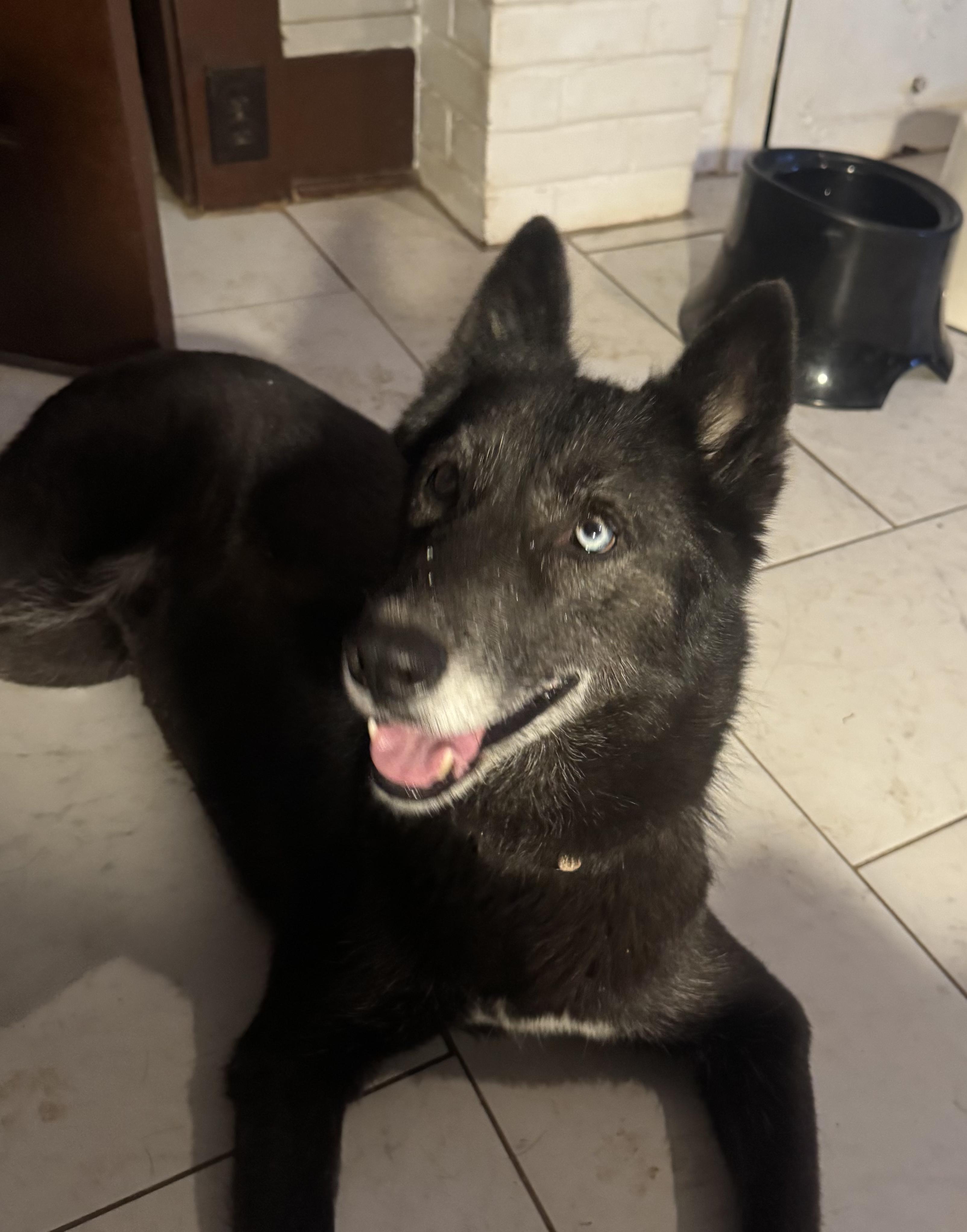 Enlarge Sapphire, a Adoptable mixed breed in Marengo, IL image 2/5