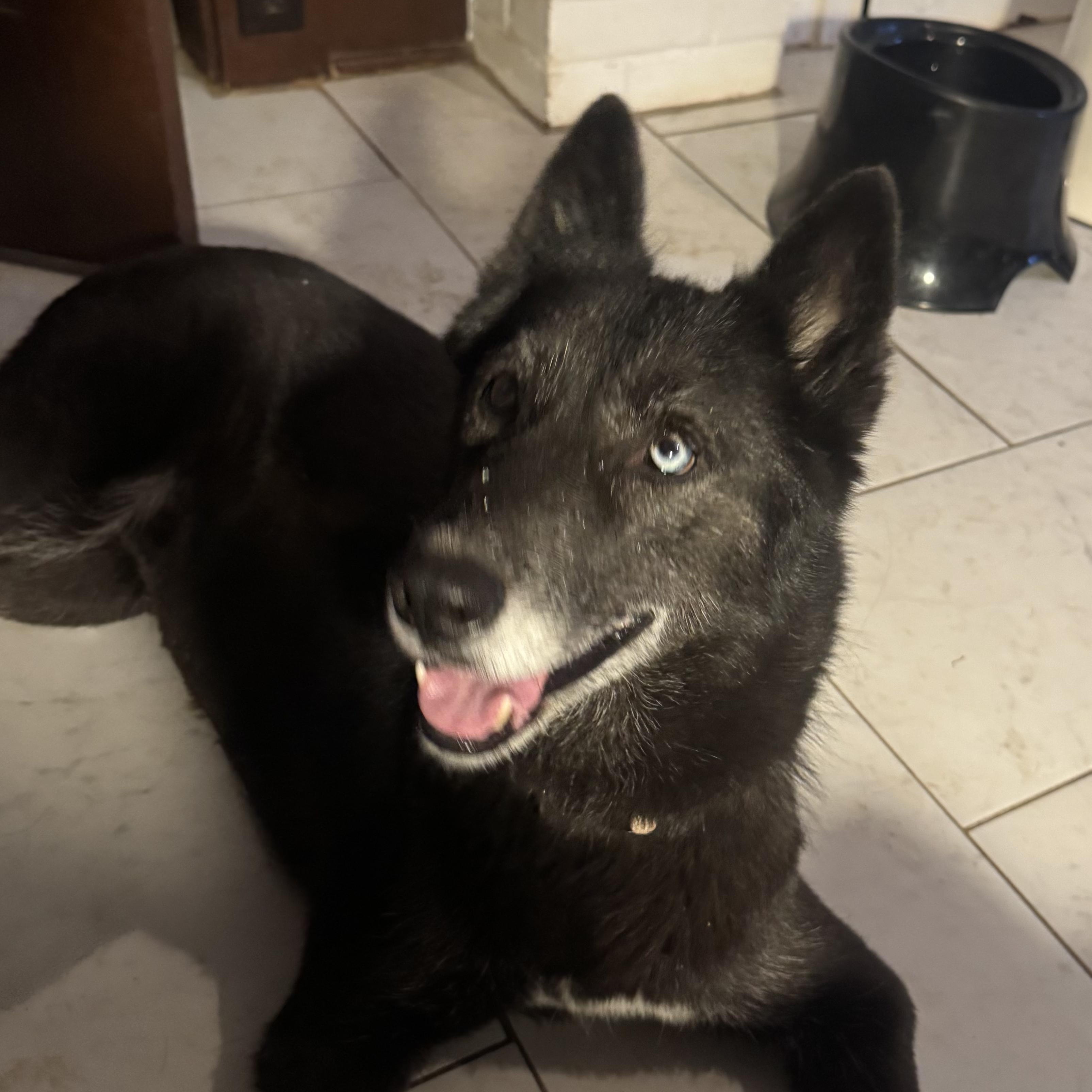 Enlarge Sapphire, a Adoptable mixed breed in Marengo, IL image 2/5