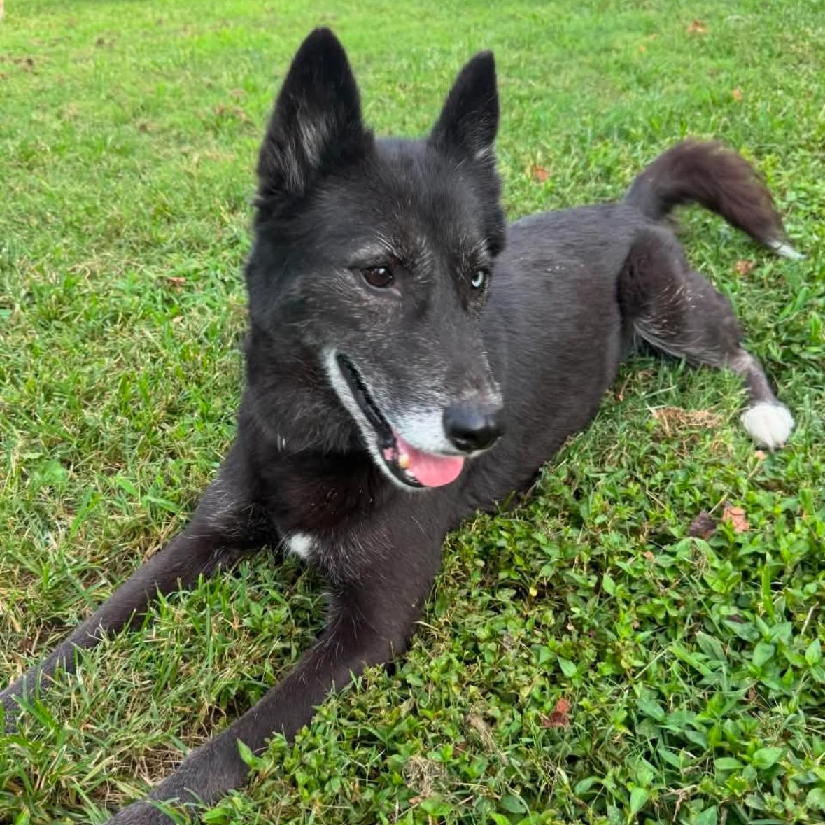 Sapphire, Adoptable, Adult Female Mixed Breed & Husky.