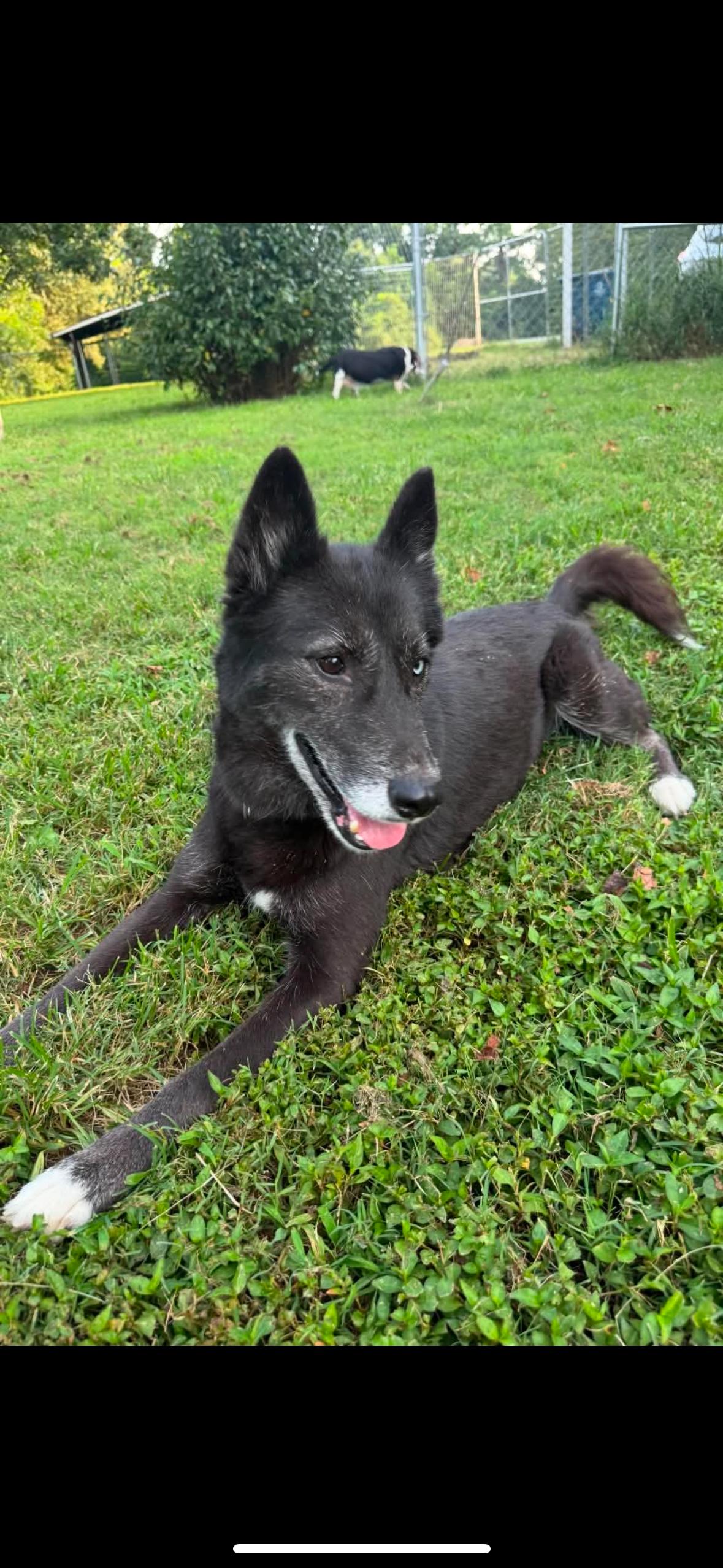 Enlarge Sapphire, a Adoptable mixed breed in Marengo, IL image 4/5