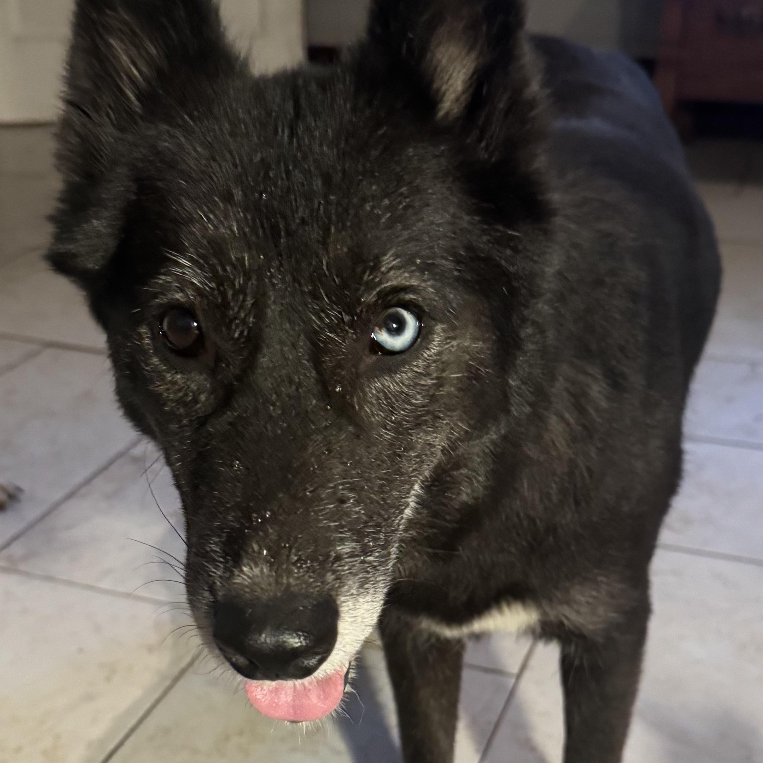 Enlarge Sapphire, a Adoptable mixed breed in Marengo, IL image 4/5