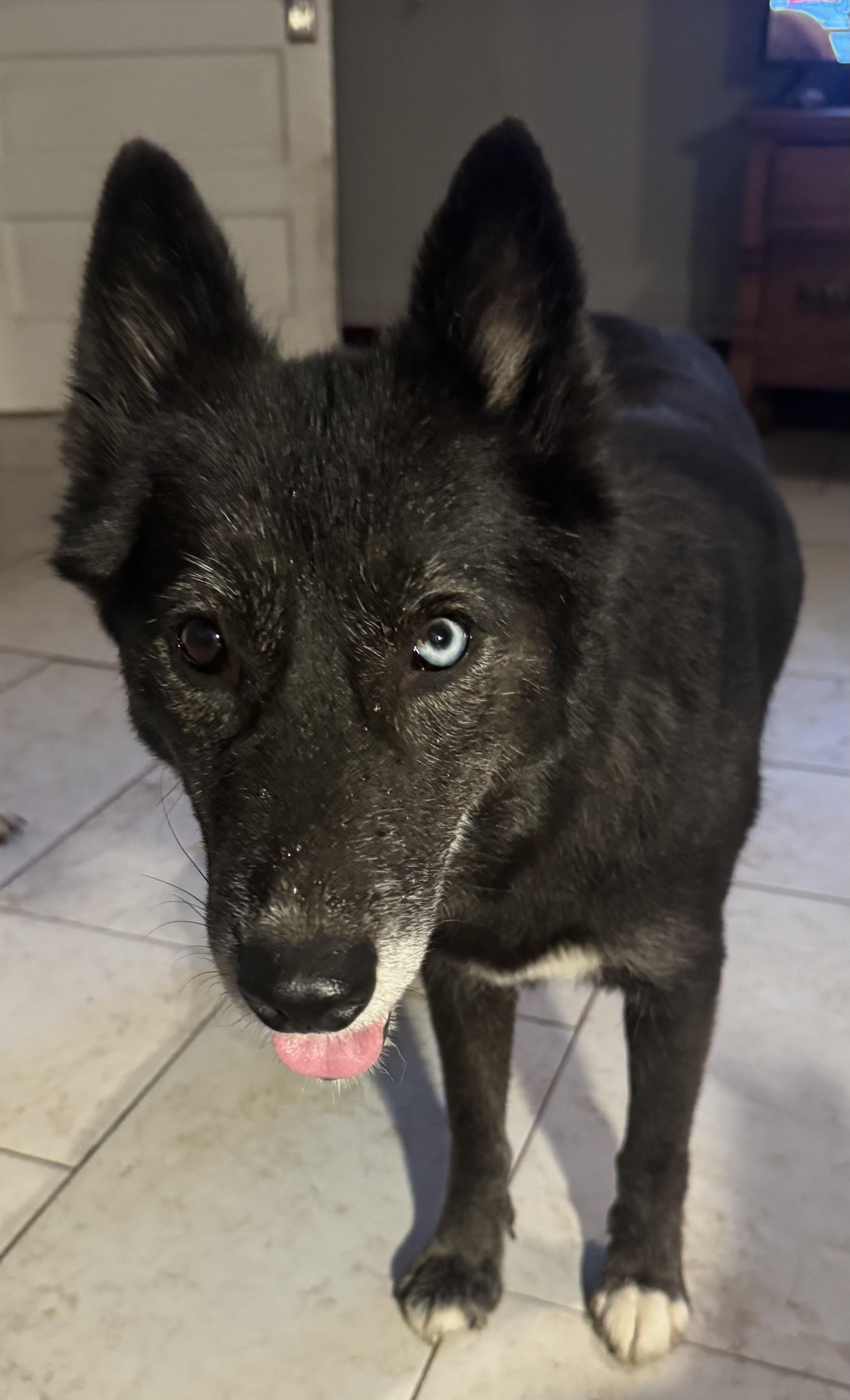Enlarge Sapphire, a Adoptable mixed breed in Marengo, IL image 3/5