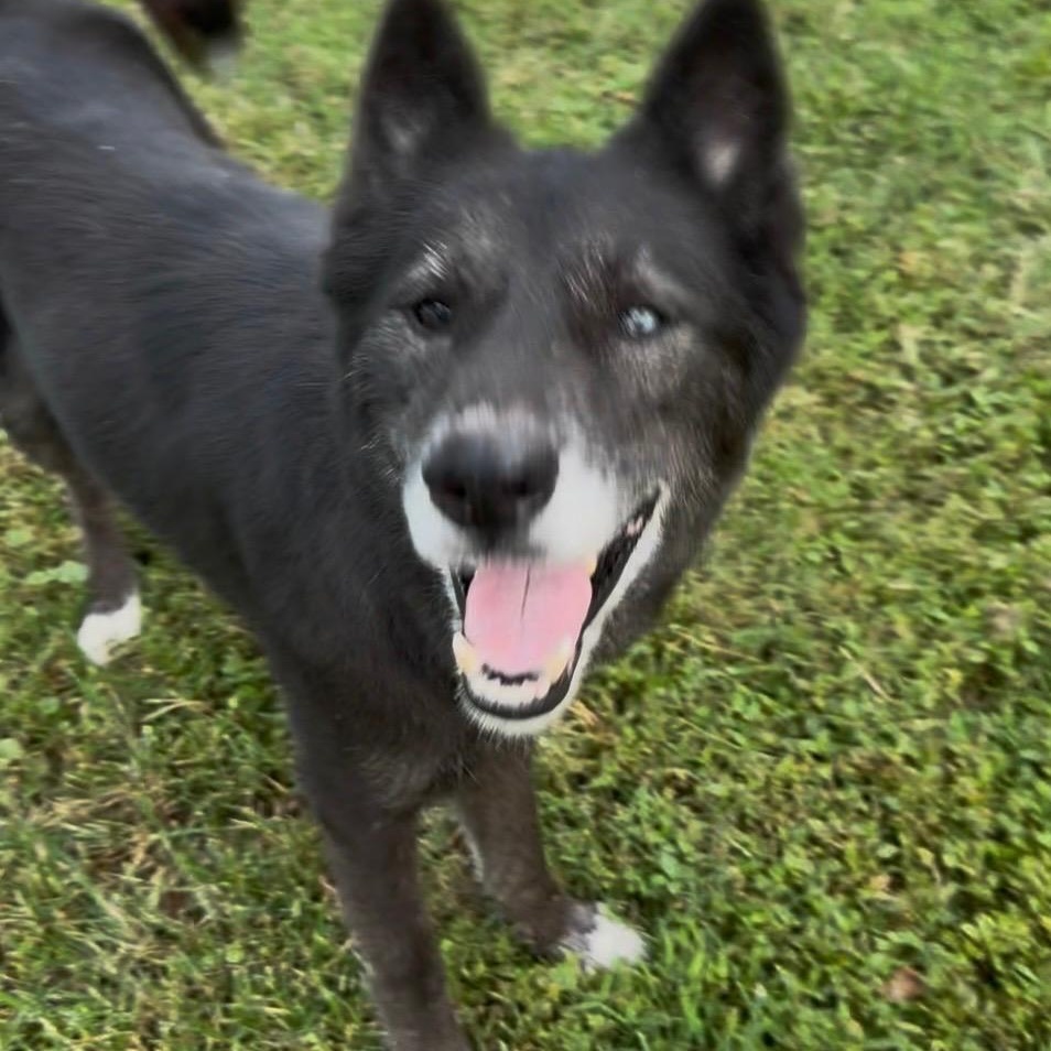 Enlarge Sapphire, a Adoptable mixed breed in Marengo, IL image 1/5