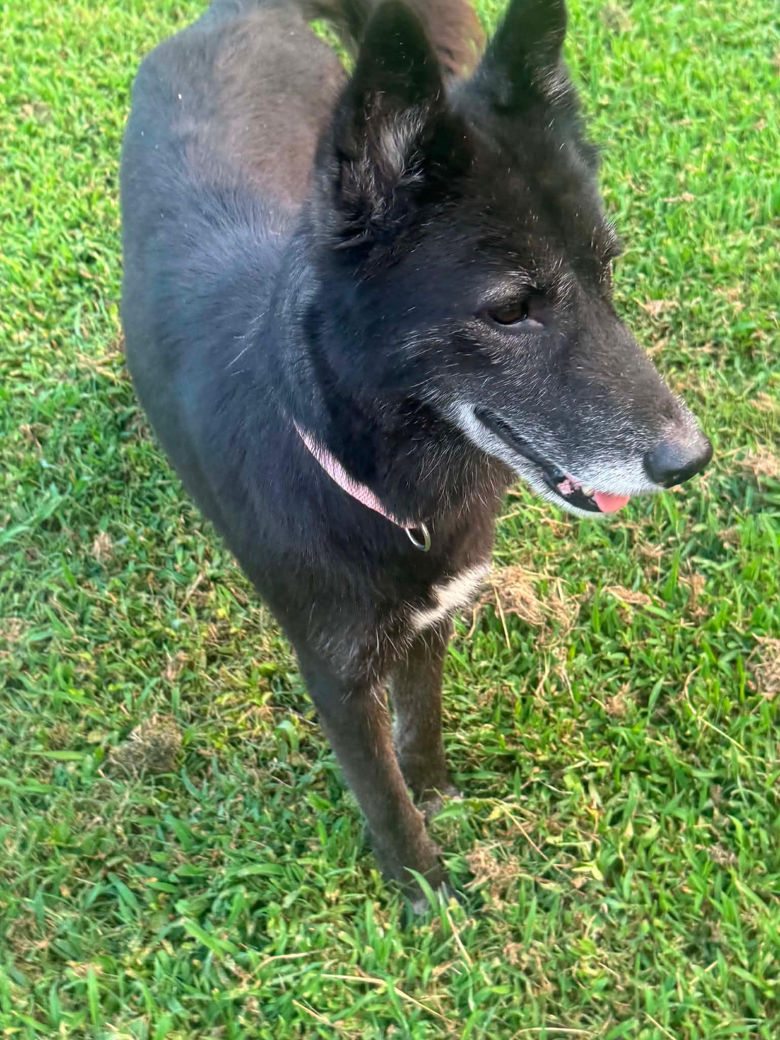 Enlarge Sapphire, a Adoptable mixed breed in Marengo, IL image 5/5
