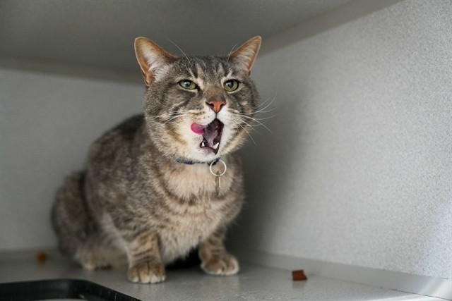 MOWGLI, Adoptable, Adult Male Domestic Medium Hair.