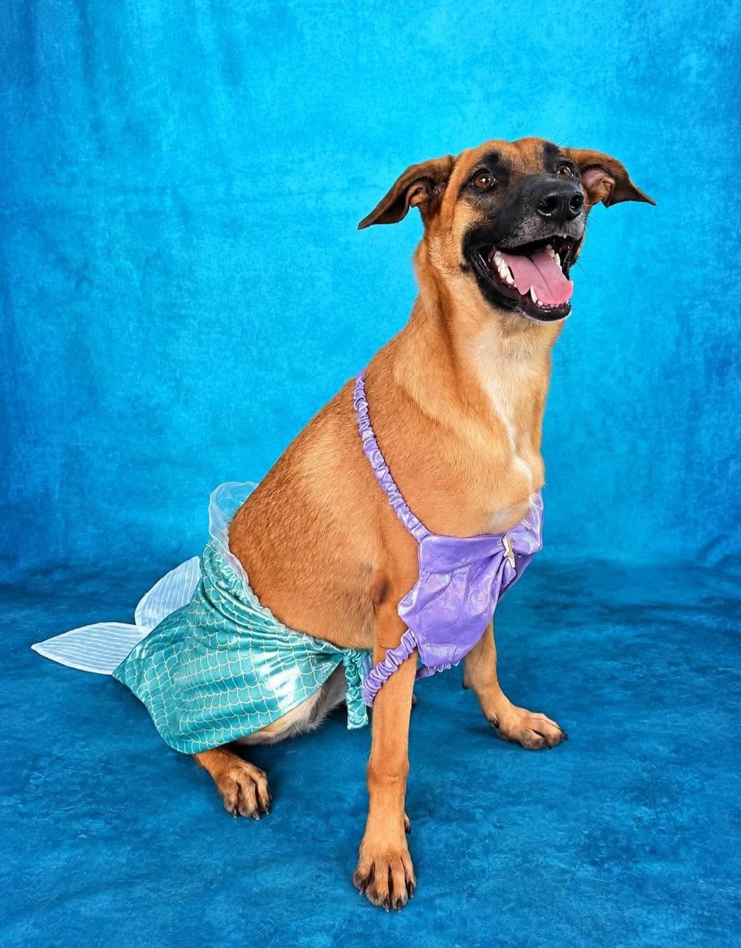 Enlarge Brownie, a Adoptable mixed breed in Fabius, NY image 3/6