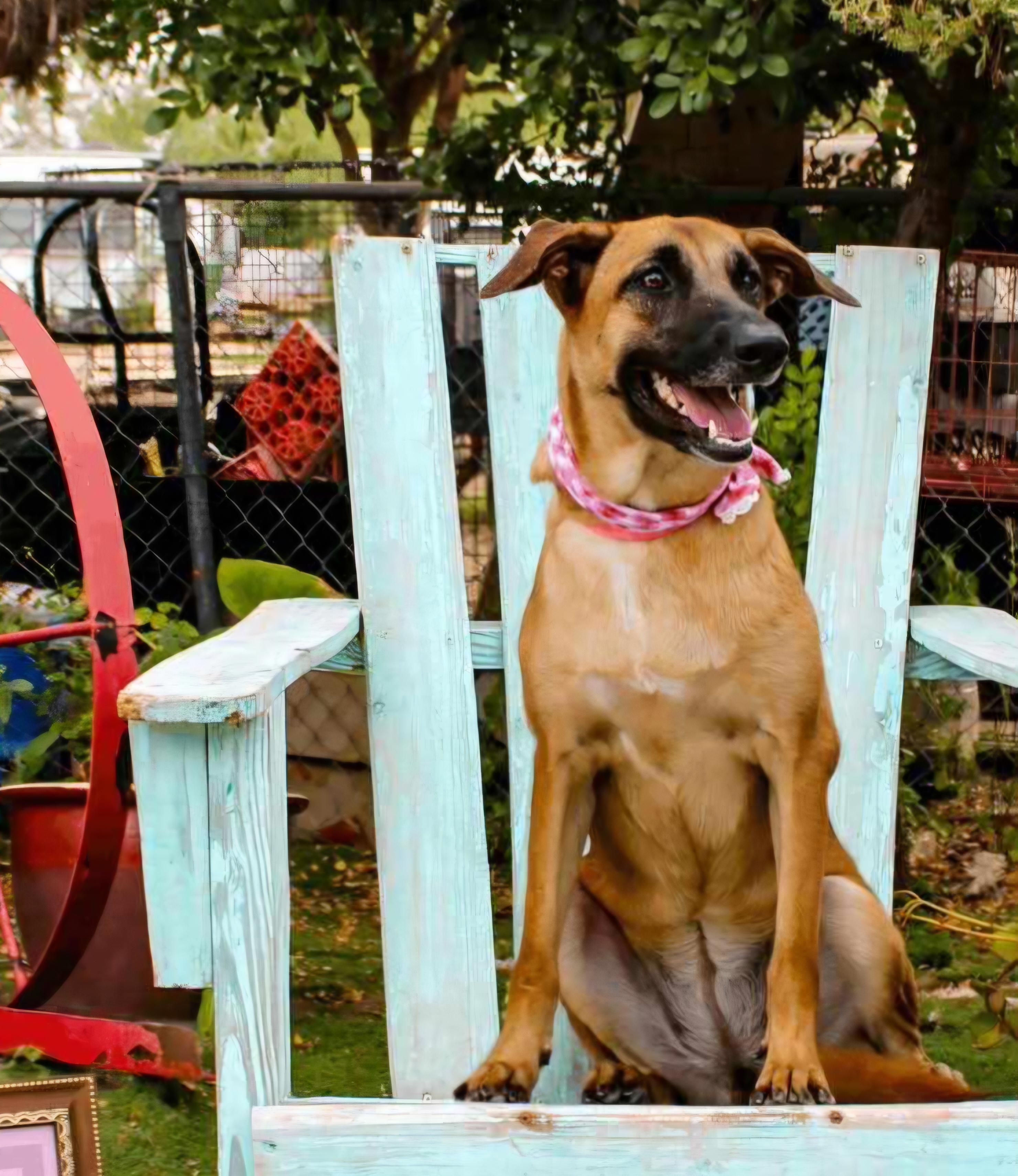 Enlarge Brownie, a Adoptable mixed breed in Fabius, NY image 2/6