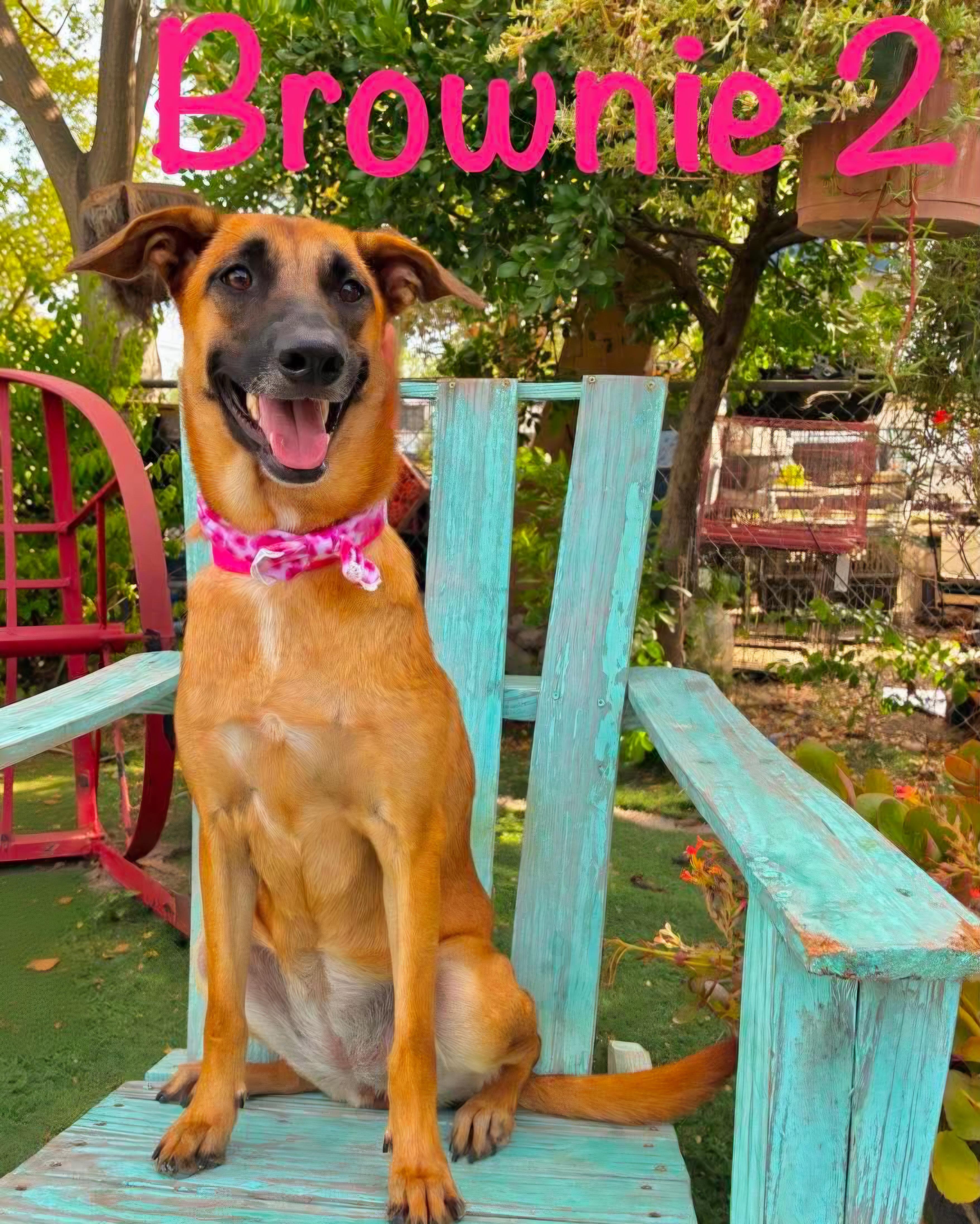 Enlarge Brownie, a Adoptable mixed breed in Fabius, NY image 4/6