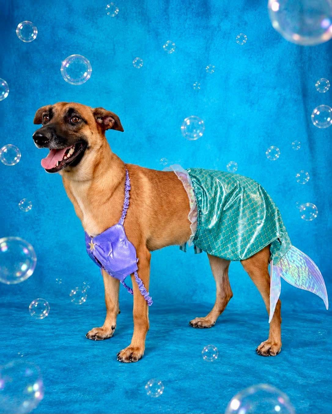 Enlarge Brownie, a Adoptable mixed breed in Fabius, NY image 5/6