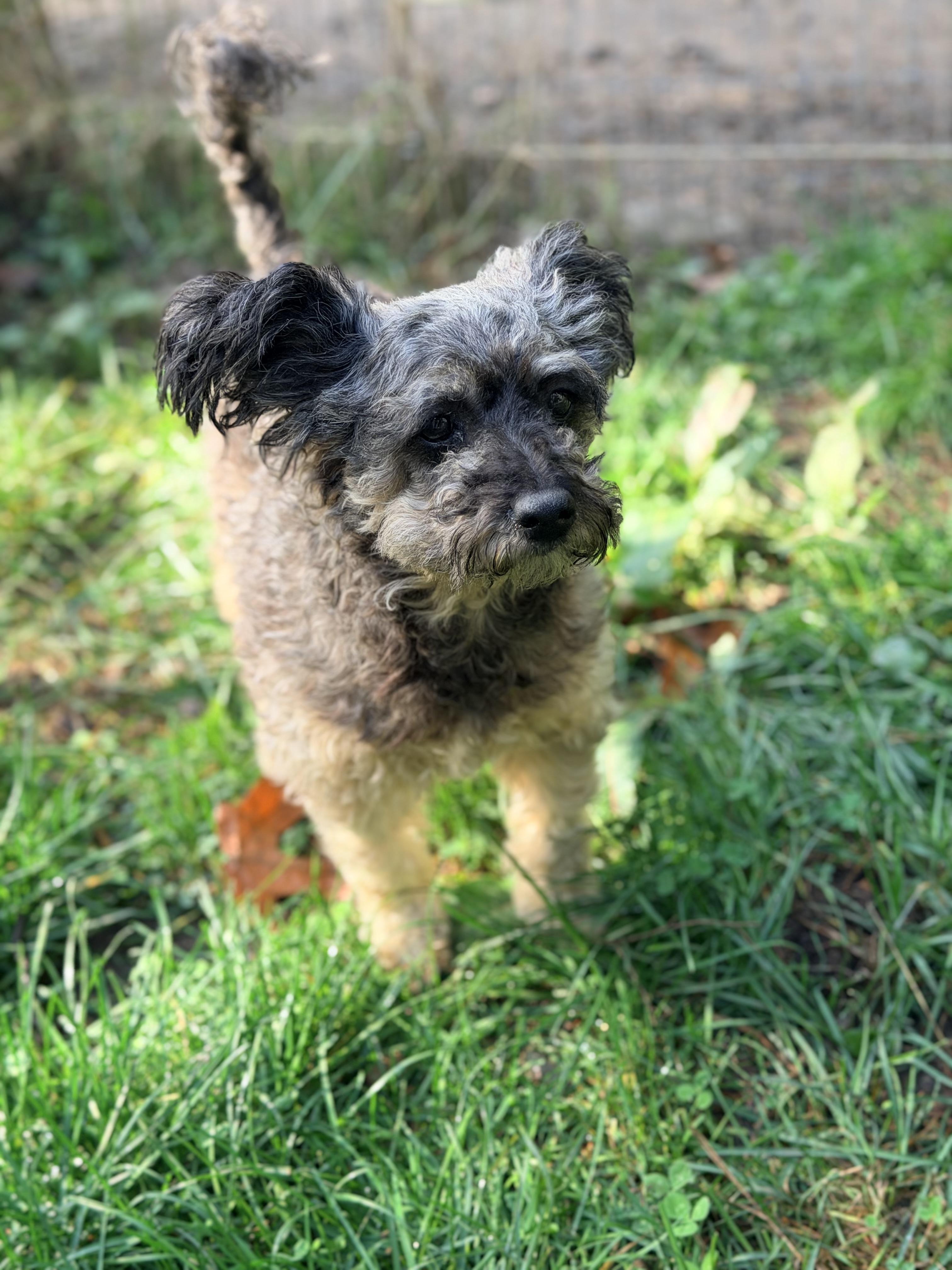 Enlarge CHARLOTTE, a Adopted mixed breed in Graham, WA image 6/6