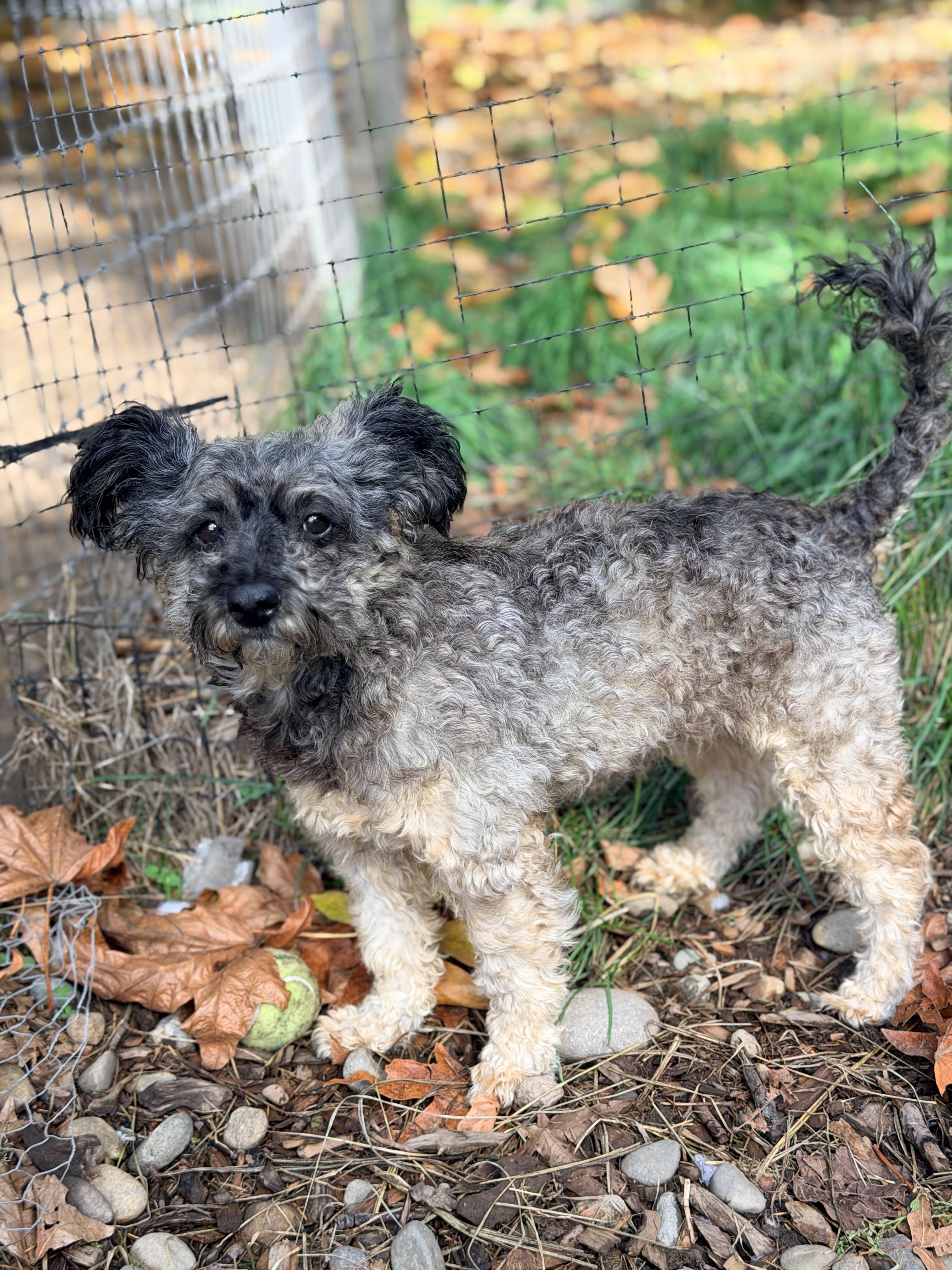 Enlarge CHARLOTTE, a Adopted mixed breed in Graham, WA image 4/6