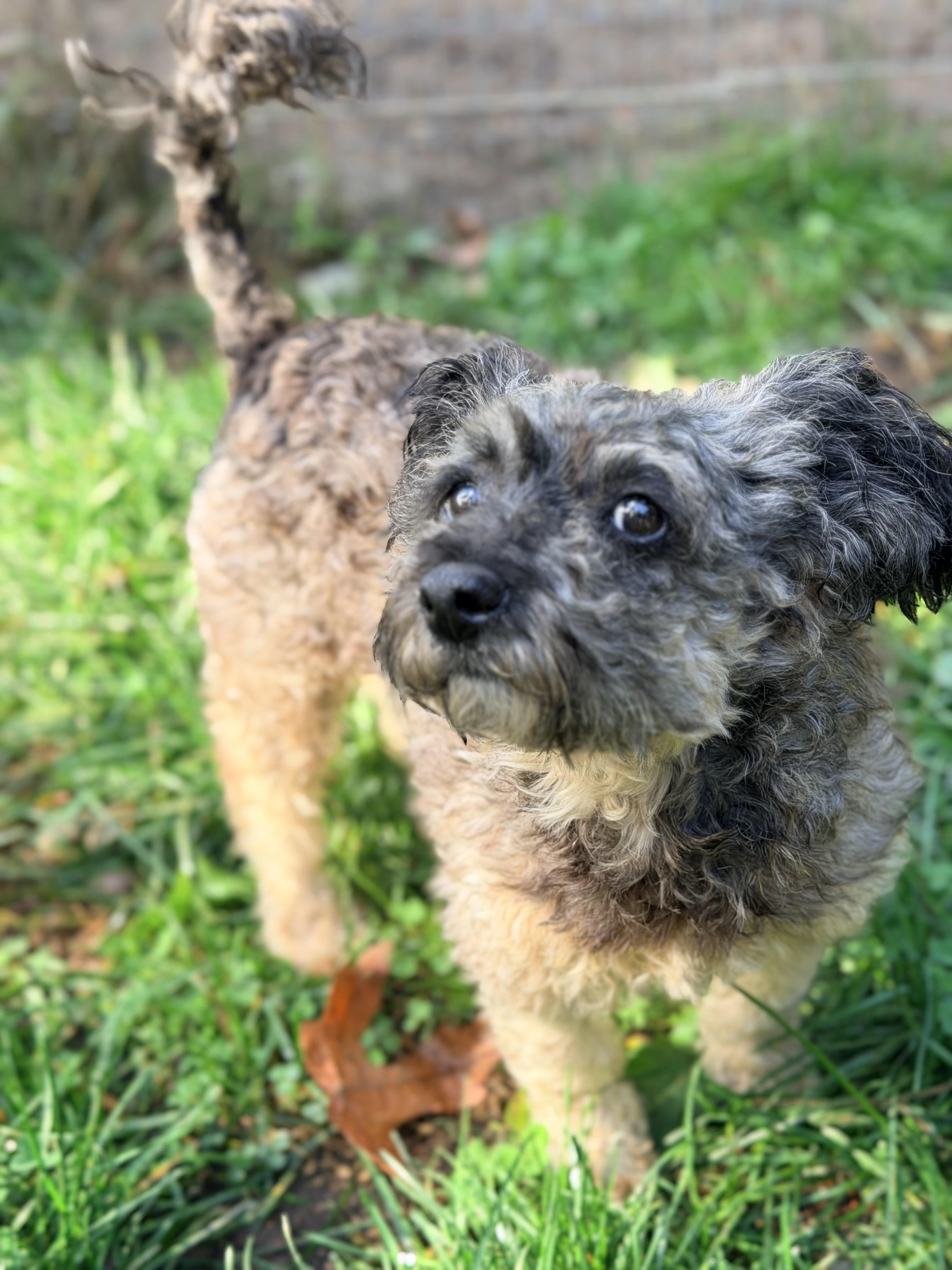 Enlarge CHARLOTTE, a Adopted mixed breed in Graham, WA image 1/6