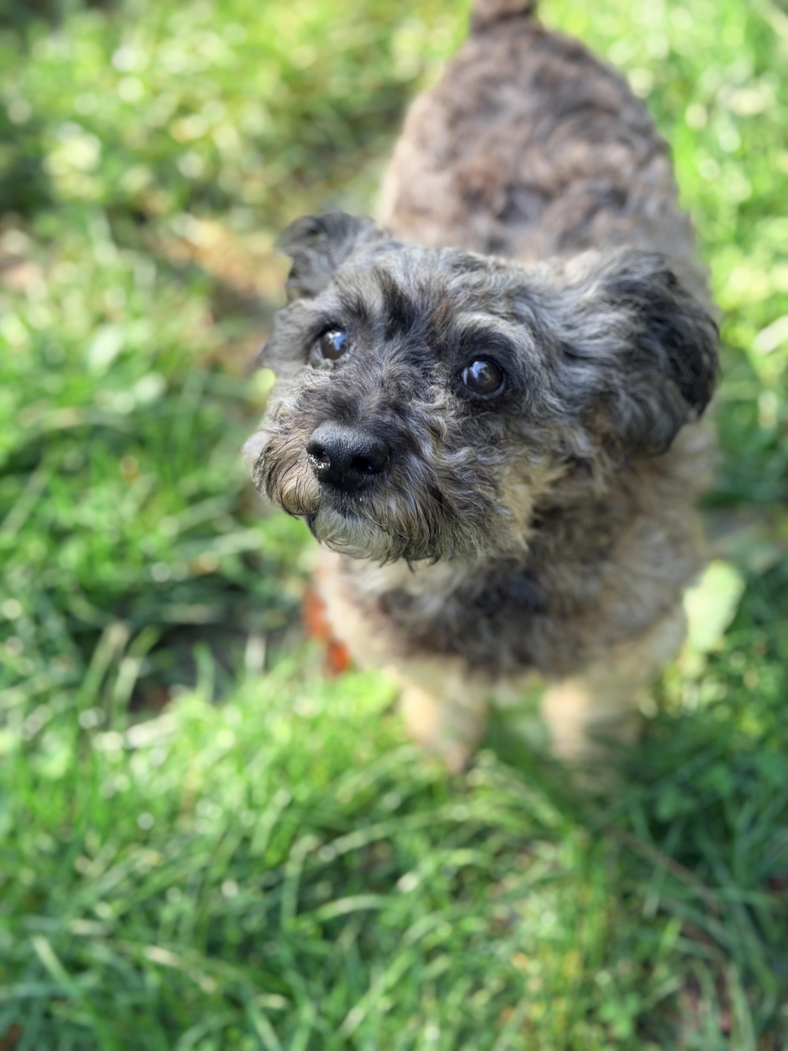 Enlarge CHARLOTTE, a Adopted mixed breed in Graham, WA image 5/6