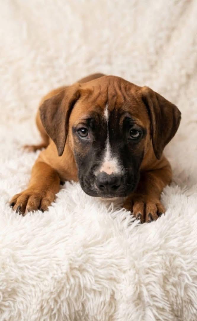 Enlarge Topper, a Adoptable mixed breed in Newfoundland, NJ image 2/2