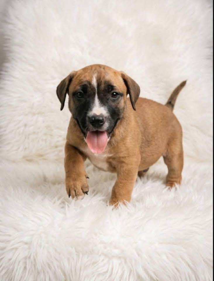 Topper, Adoptable, Puppy Male Boxer & Black Mouth Cur.