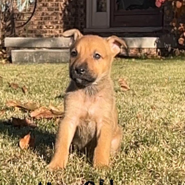 Enlarge My Other Brother Daryl, a Adoptable mixed breed in Midland, MI image 1/1
