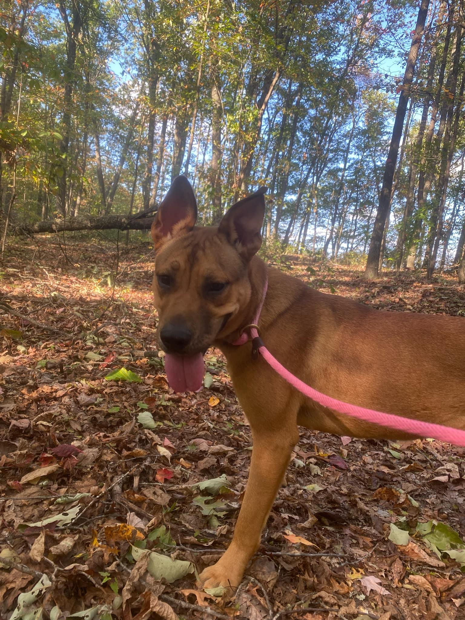 Markie, Adoptable, Adult Female Shepherd & Pit Bull Terrier.