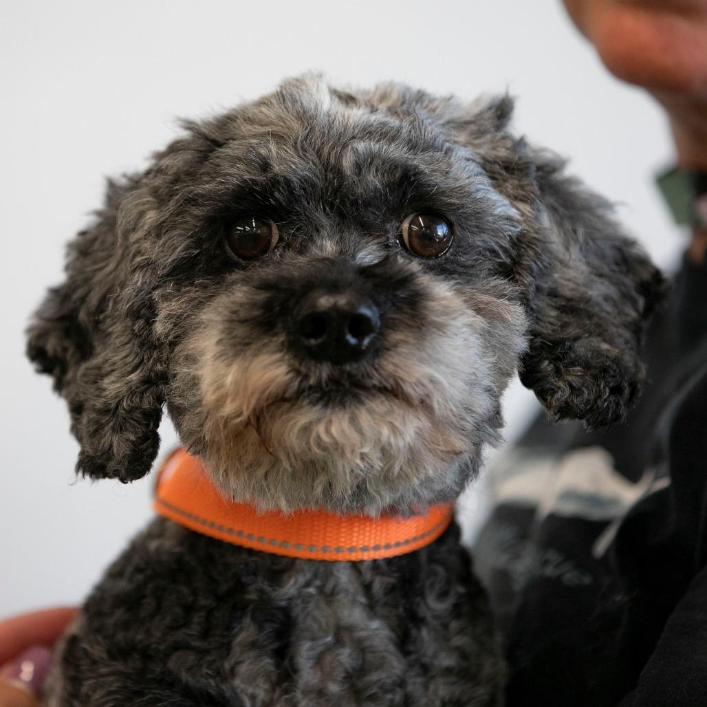 Florence (JY25-40), a Adoptable mixed breed in Bendena, KS image 2/6