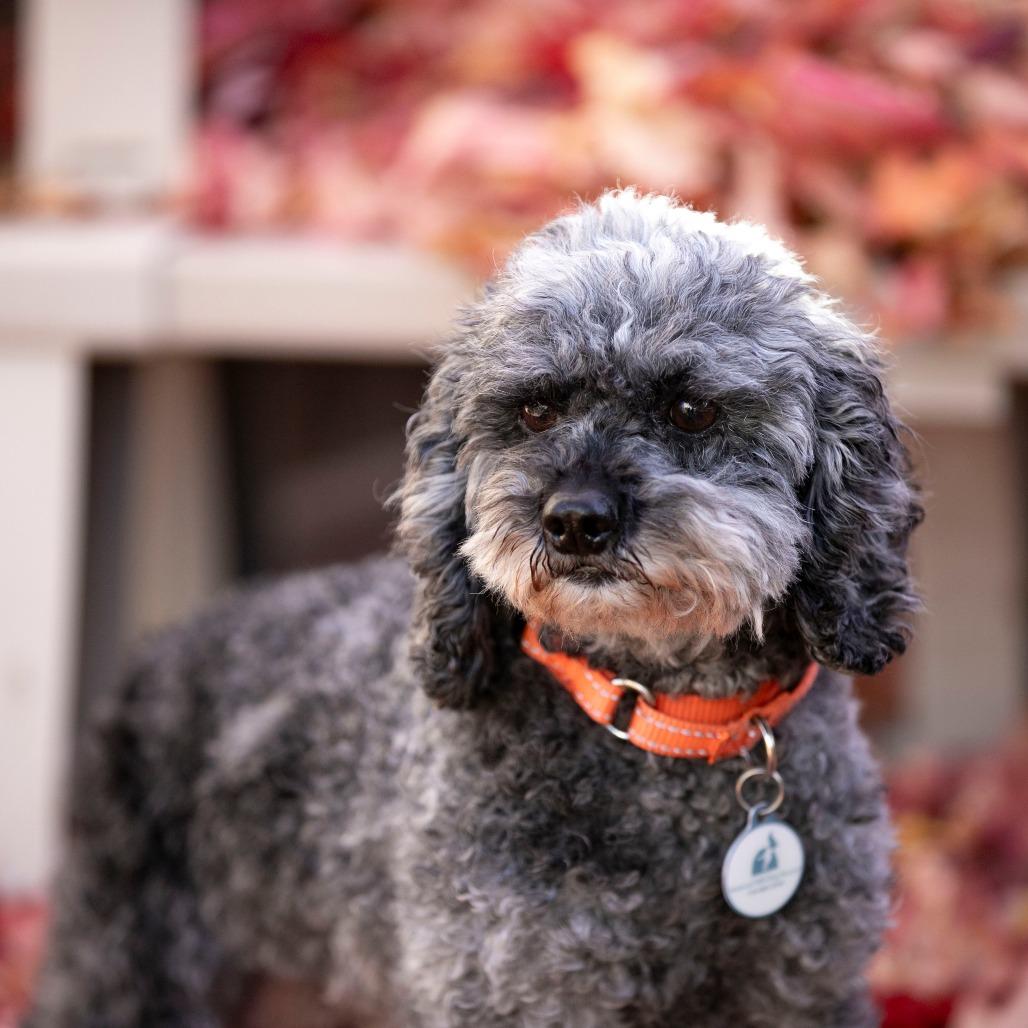 Florence (JY25-40), a Adoptable mixed breed in Bendena, KS image 3/6