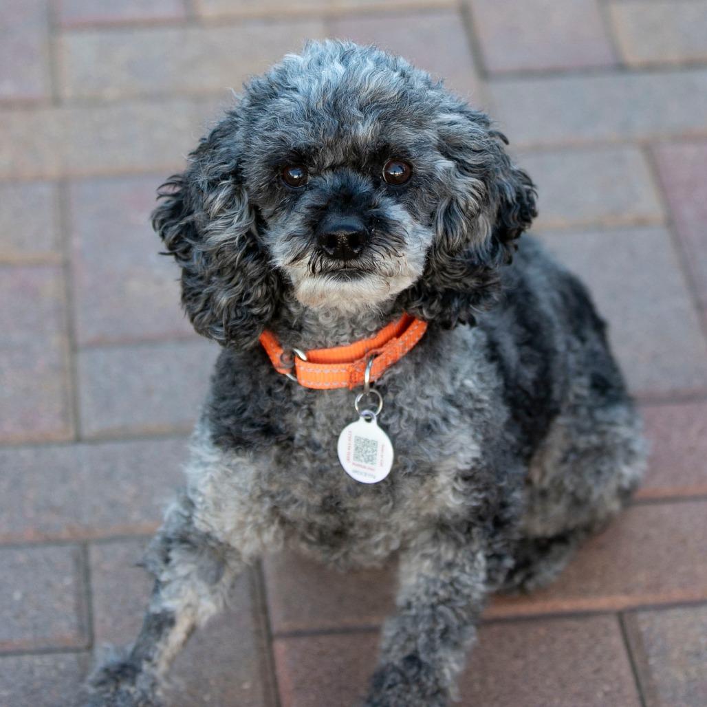Florence (JY25-40), a Adoptable mixed breed in Bendena, KS image 6/6