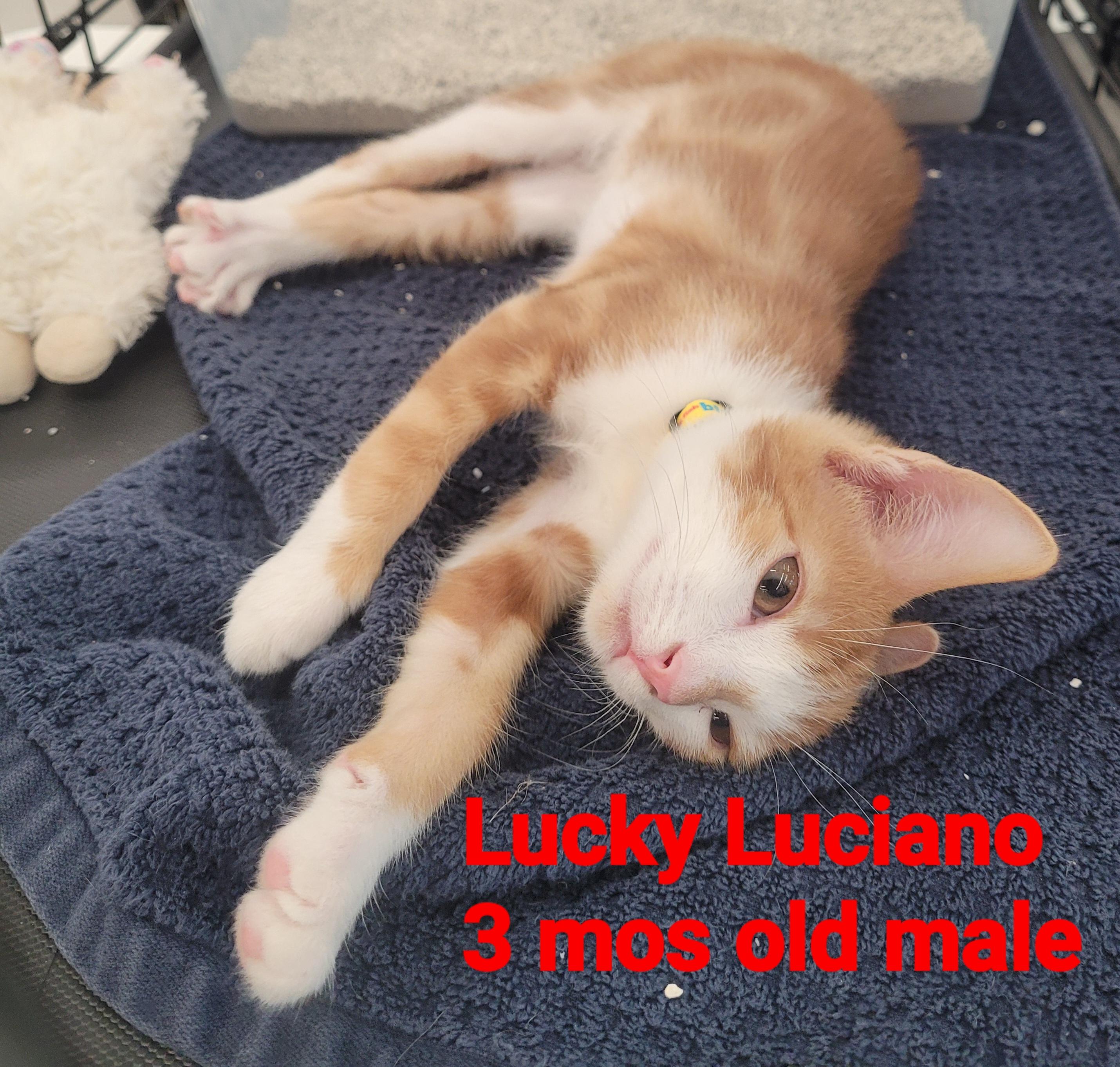 Luciano aka/ Lucky, Adopted, Young Male American Shorthair.