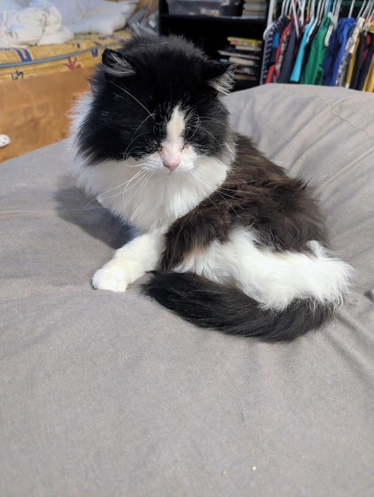 Sylvester, Adoptable, Adult Male Domestic Short Hair.