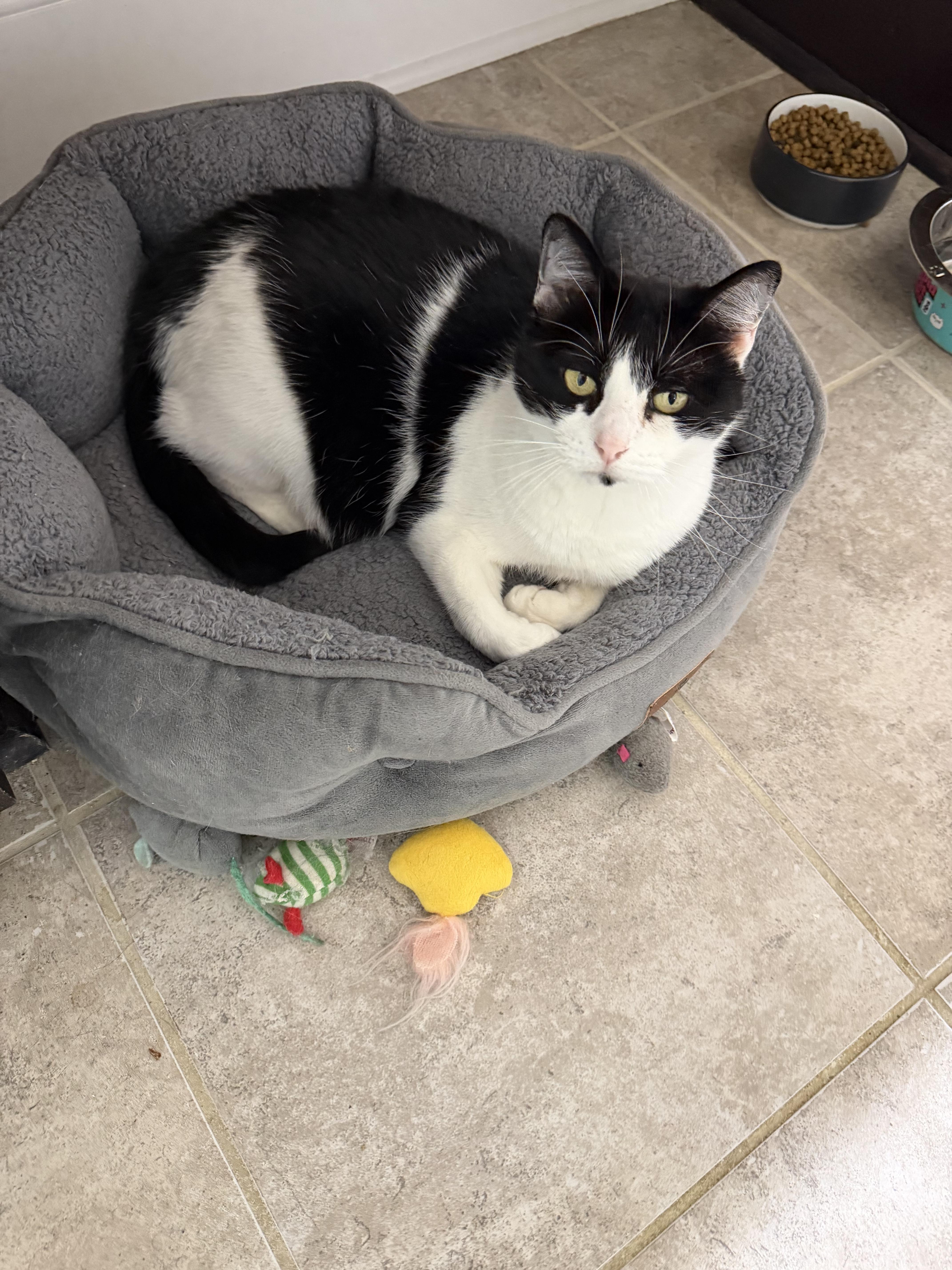 Enlarge Molly, a ADOPTABLE Domestic Medium Hair in Woodstock, GA image 3/4