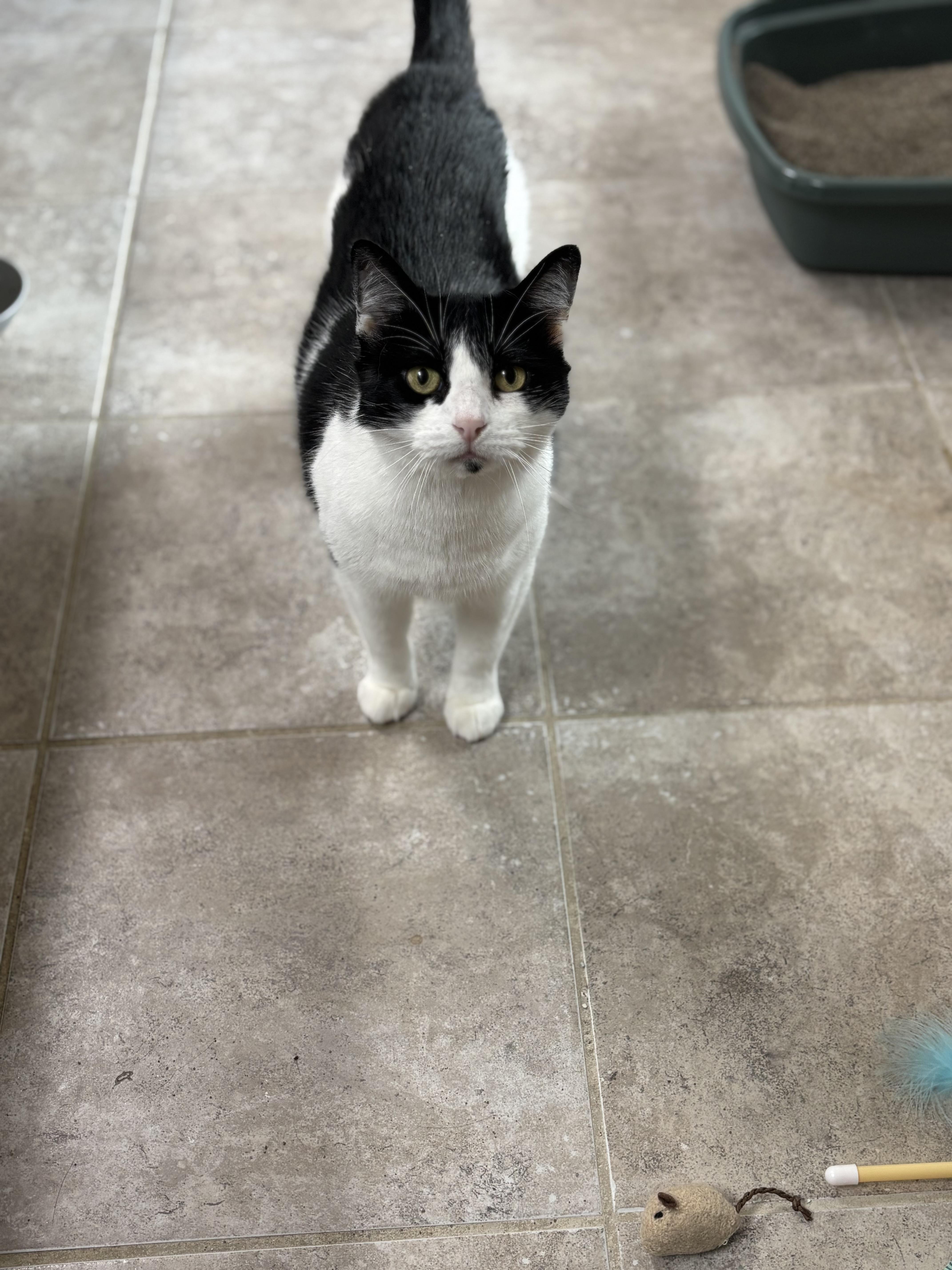 Enlarge Molly, a ADOPTABLE Domestic Medium Hair in Woodstock, GA image 1/4