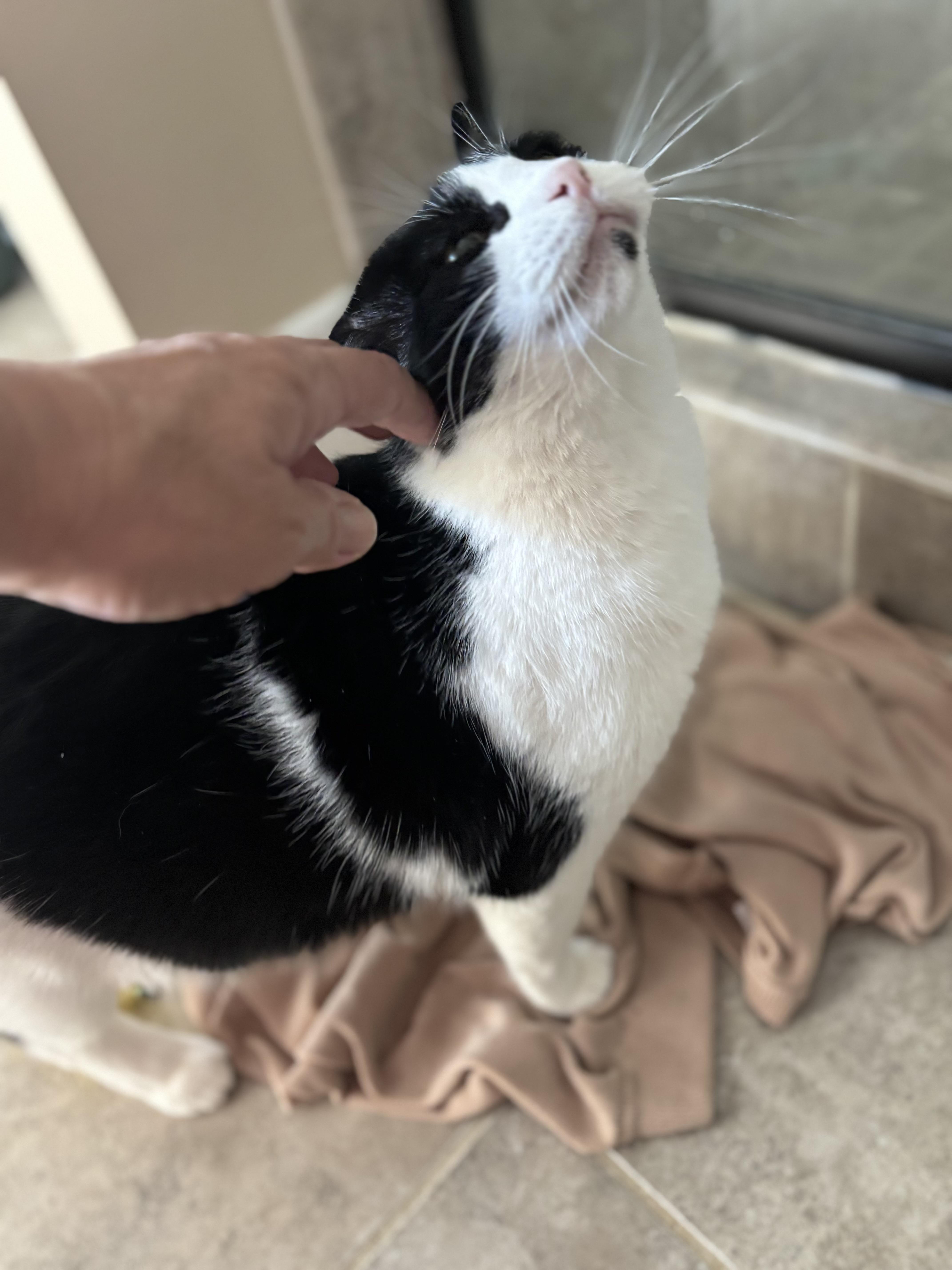 Enlarge Molly, a ADOPTABLE Domestic Medium Hair in Woodstock, GA image 4/4
