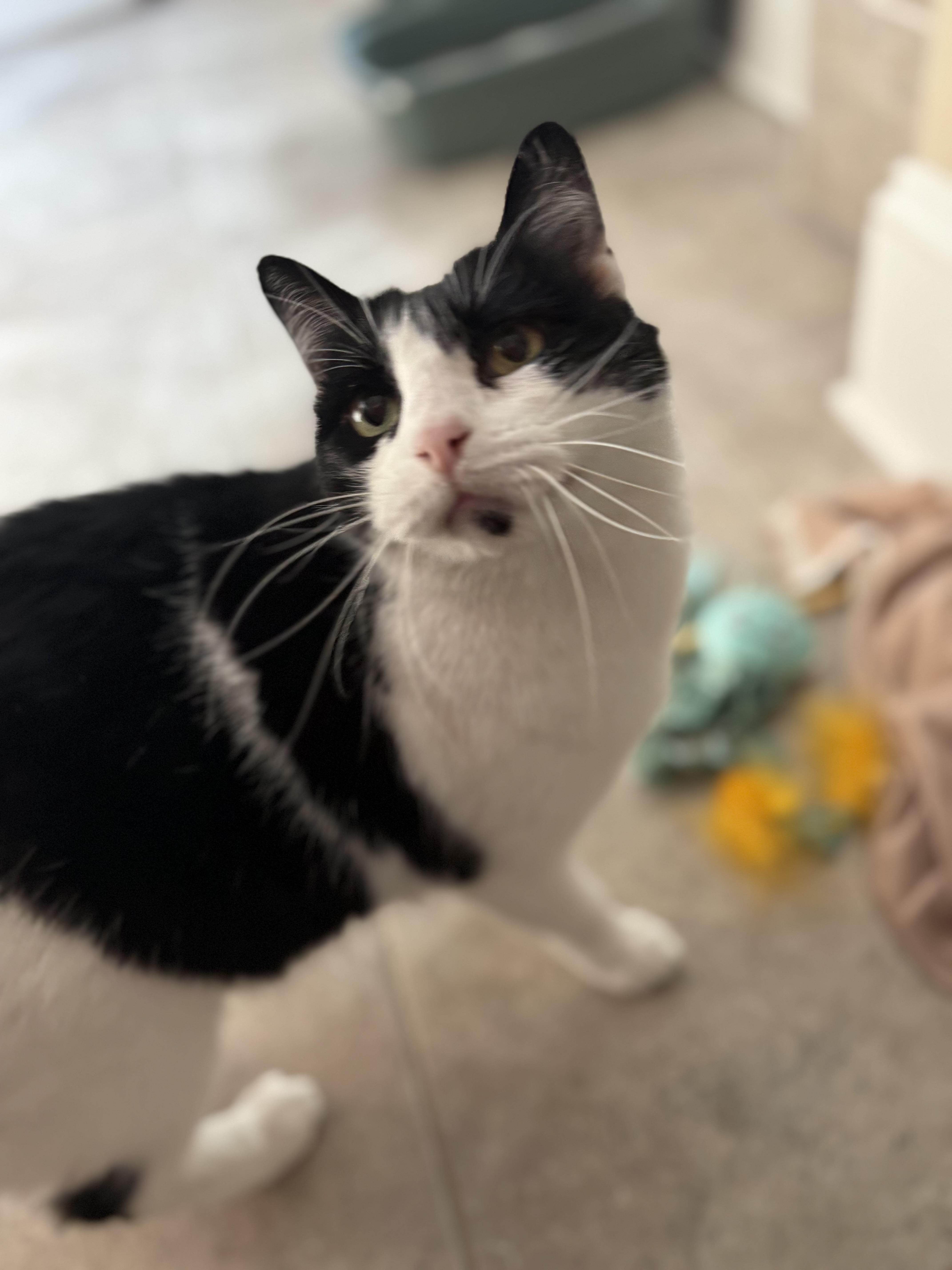 Enlarge Molly, a ADOPTABLE Domestic Medium Hair in Woodstock, GA image 2/4