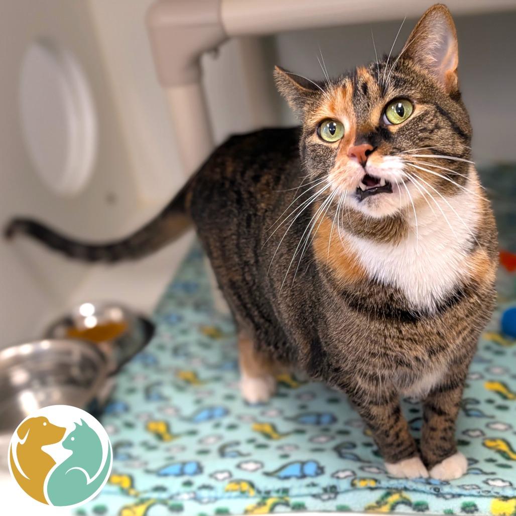 Bella, Adoptable, Adult Female Domestic Short Hair.