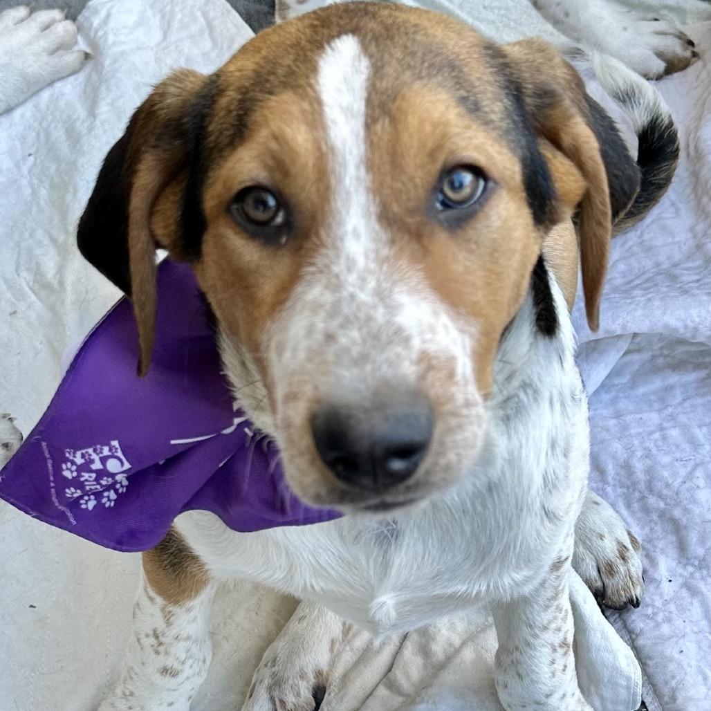 Yippee, a Adoptable mixed breed in Dallas, TX image 1/2
