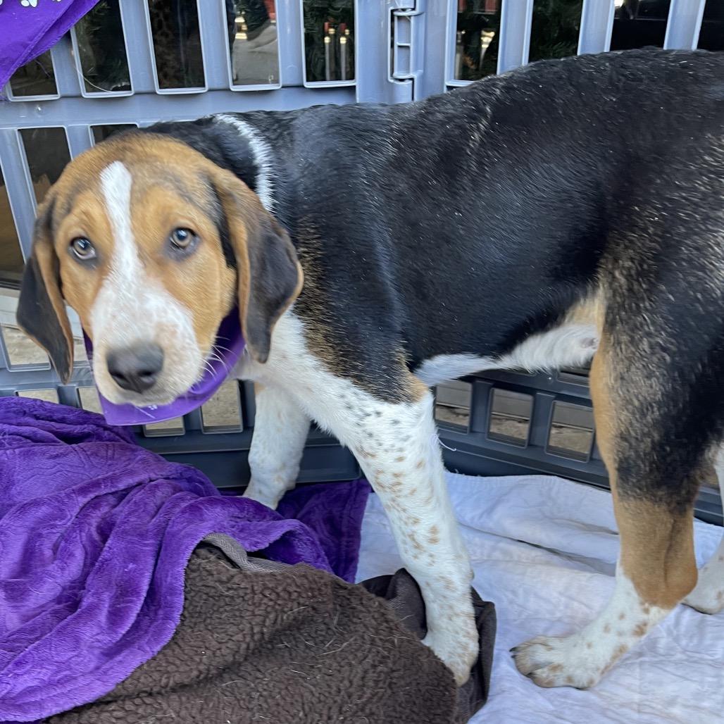 Yippee, a Adoptable mixed breed in Dallas, TX image 2/2