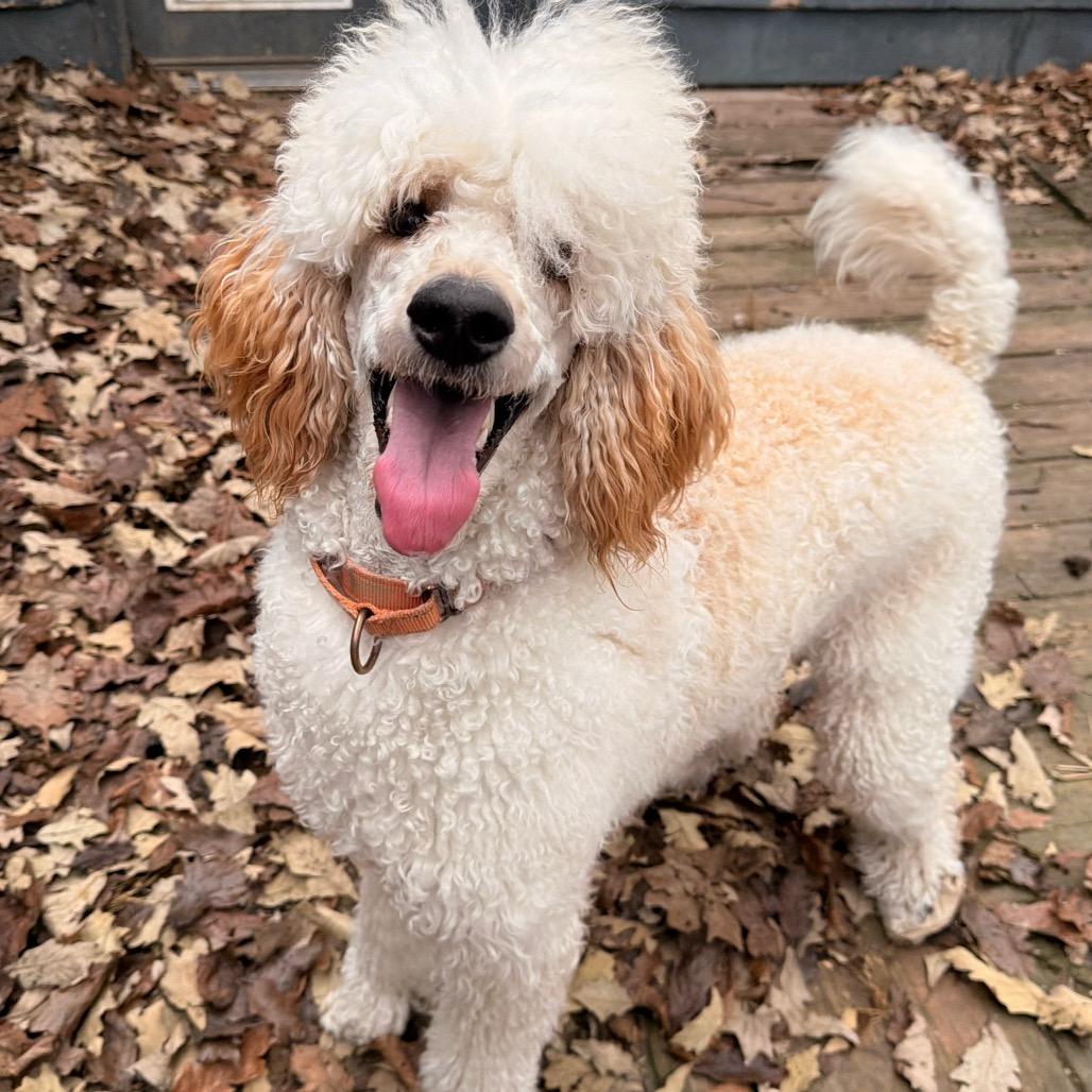 Maddy, Adoptable, Young Female Standard Poodle.