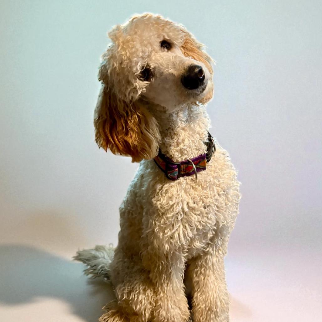 Enlarge Maddy, a Adoptable Standard Poodle in Lee's Summit, MO image 1/1