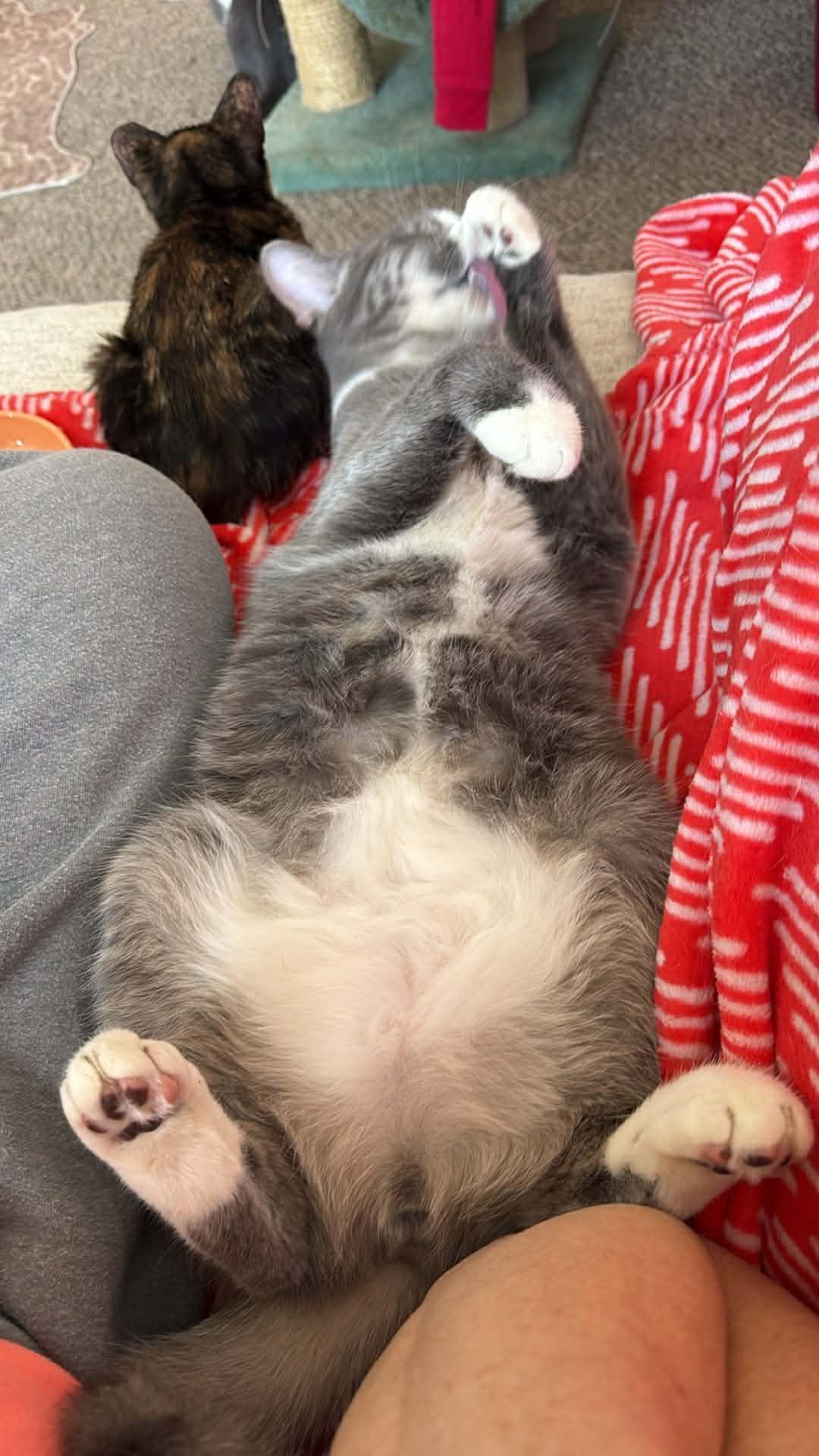 Barry, a ADOPTABLE Domestic Short Hair in Charlotte, NC image 6/6