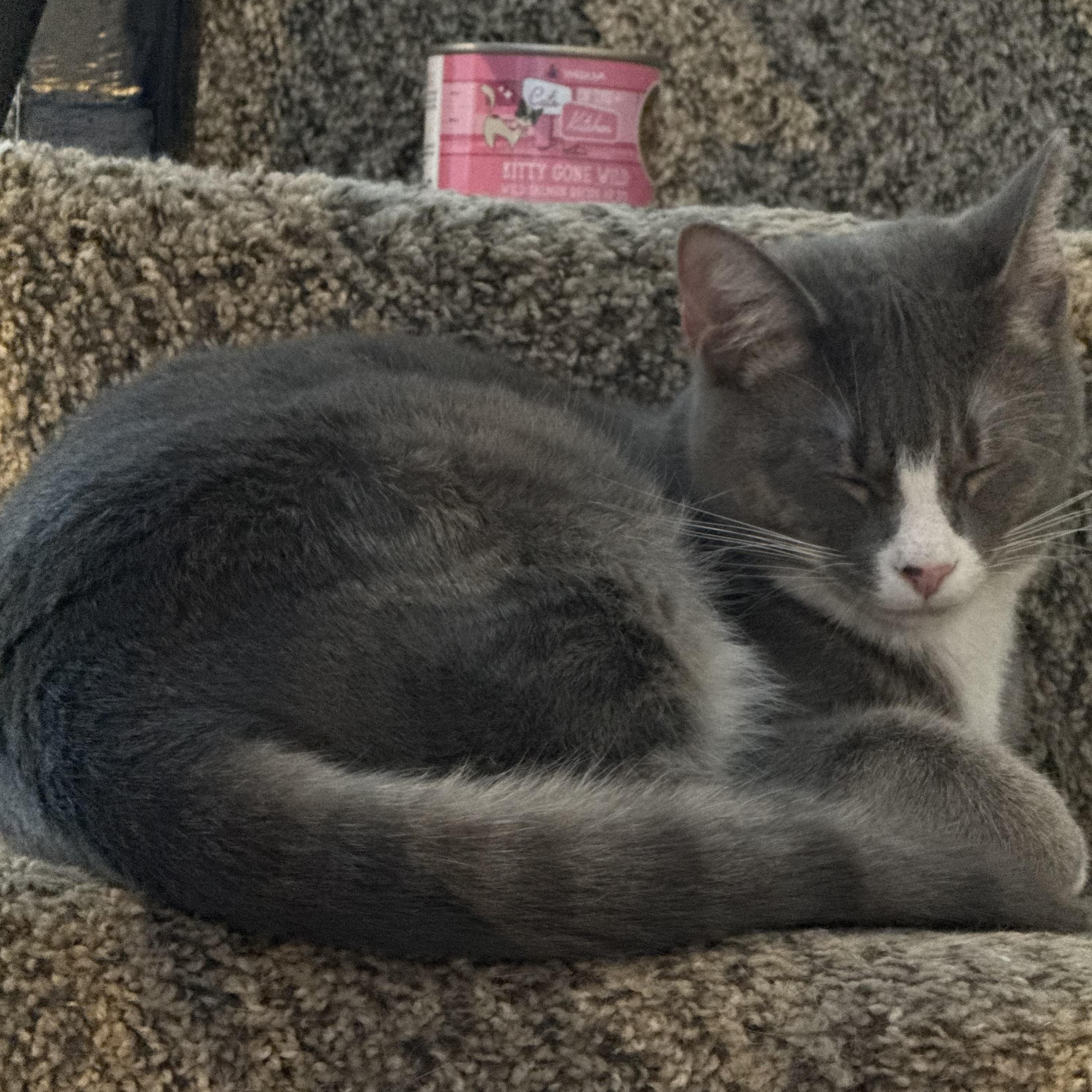 Barry, a ADOPTABLE Domestic Short Hair in Charlotte, NC image 5/6