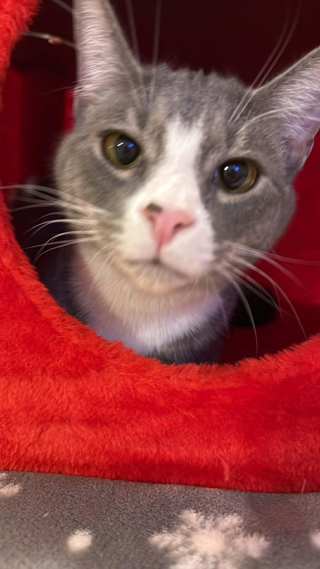 Barry, a ADOPTABLE Domestic Short Hair in Charlotte, NC image 4/6