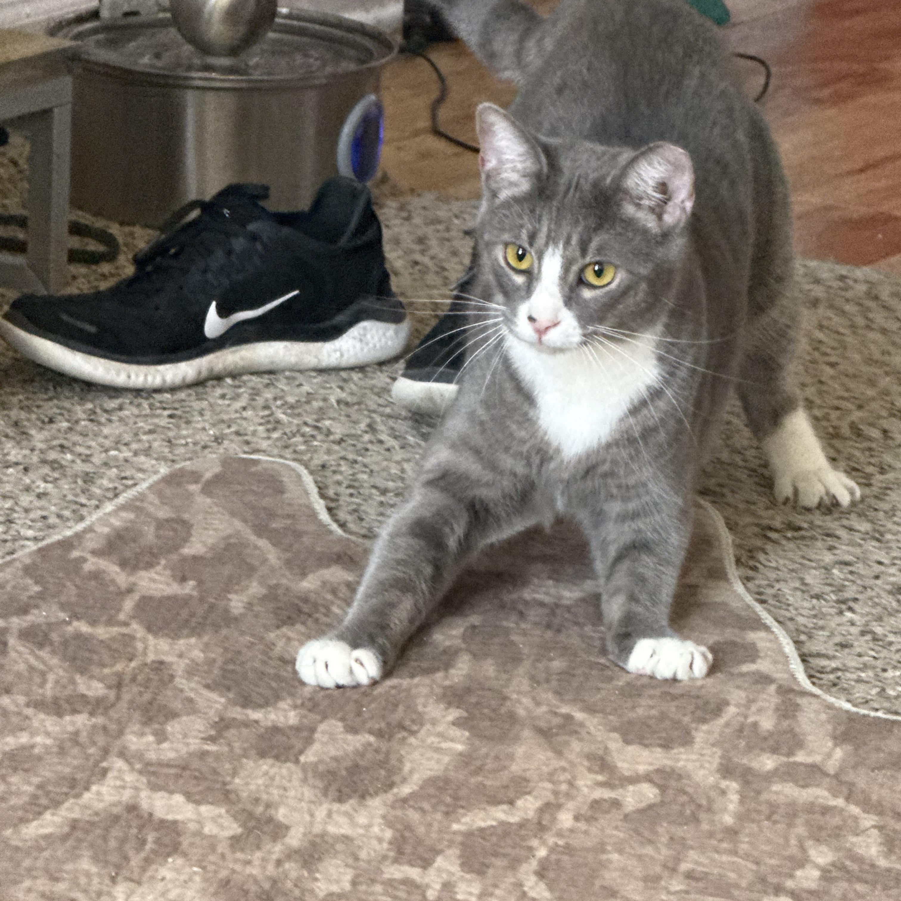 Barry, a ADOPTABLE Domestic Short Hair in Charlotte, NC image 3/6