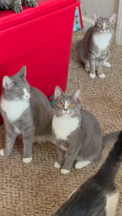 Enlarge Barry, a ADOPTABLE Domestic Short Hair in Charlotte, NC video 2/6