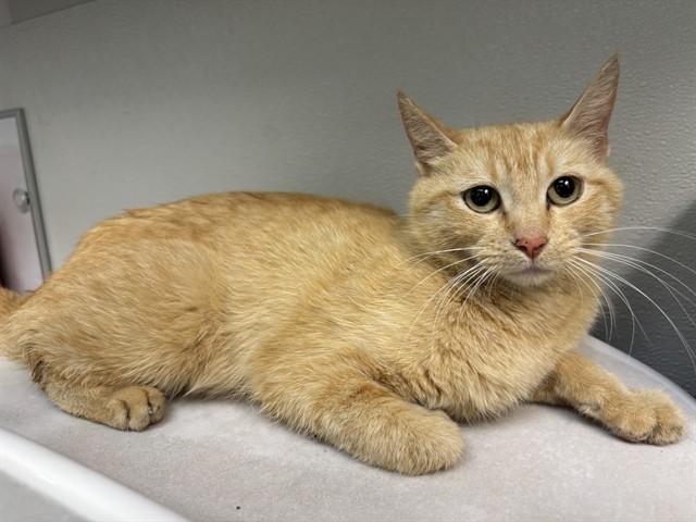 Enlarge CEDAR, a Adoptable Domestic Short Hair in Antioch, CA image 1/1