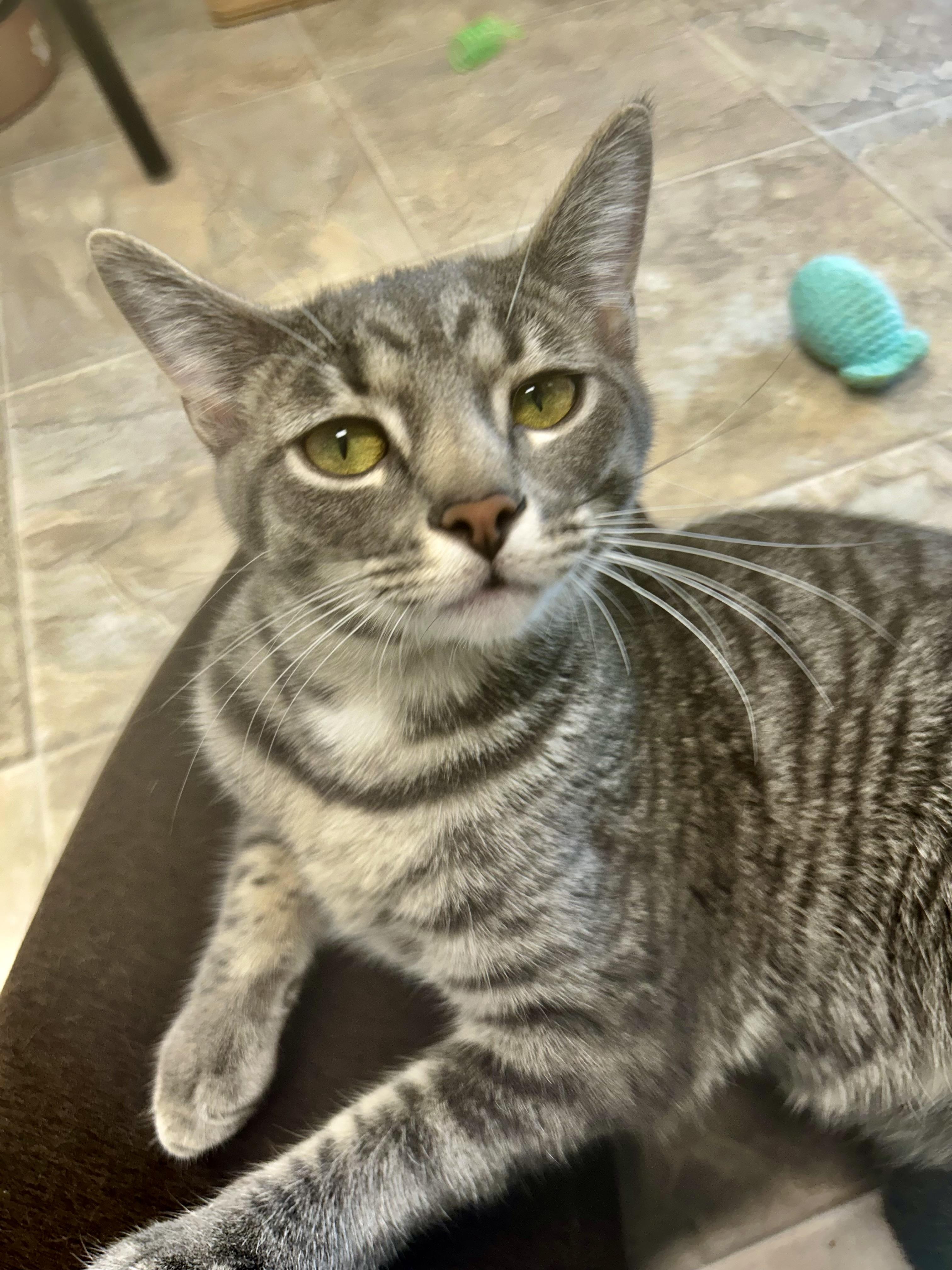 Uno and Sunkist, an adopted Tabby in Grand Rapids, MI image 5/6