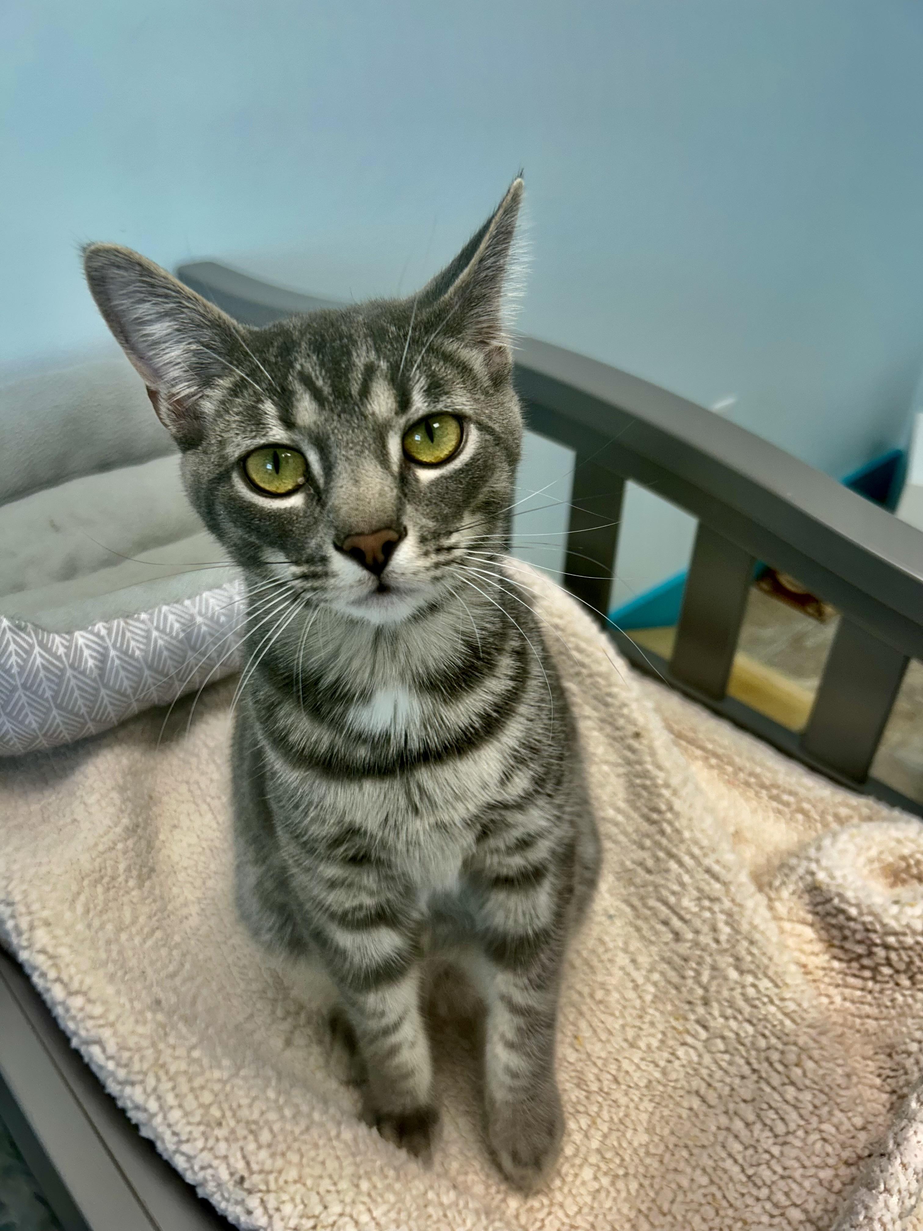 Enlarge Uno , a Adoptable Tabby in Grand Rapids, MI image 6/6