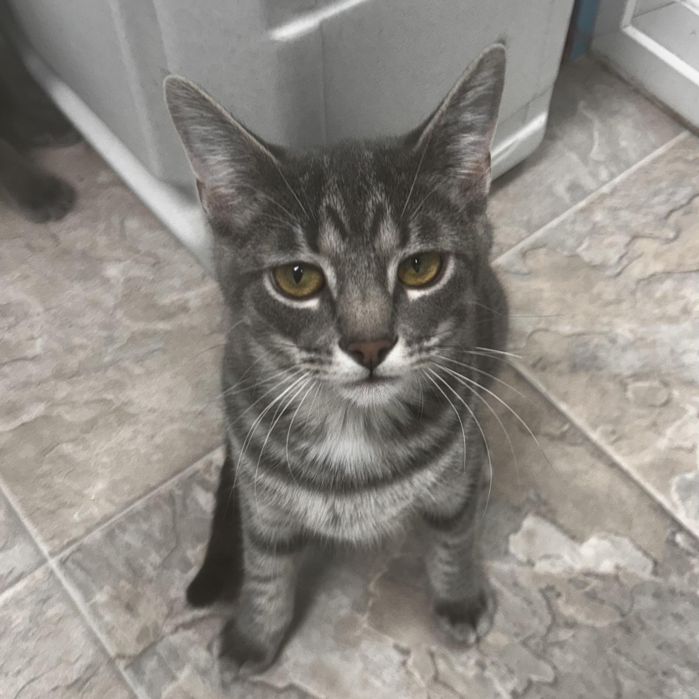 Enlarge Uno , a Adoptable Tabby in Grand Rapids, MI image 1/6