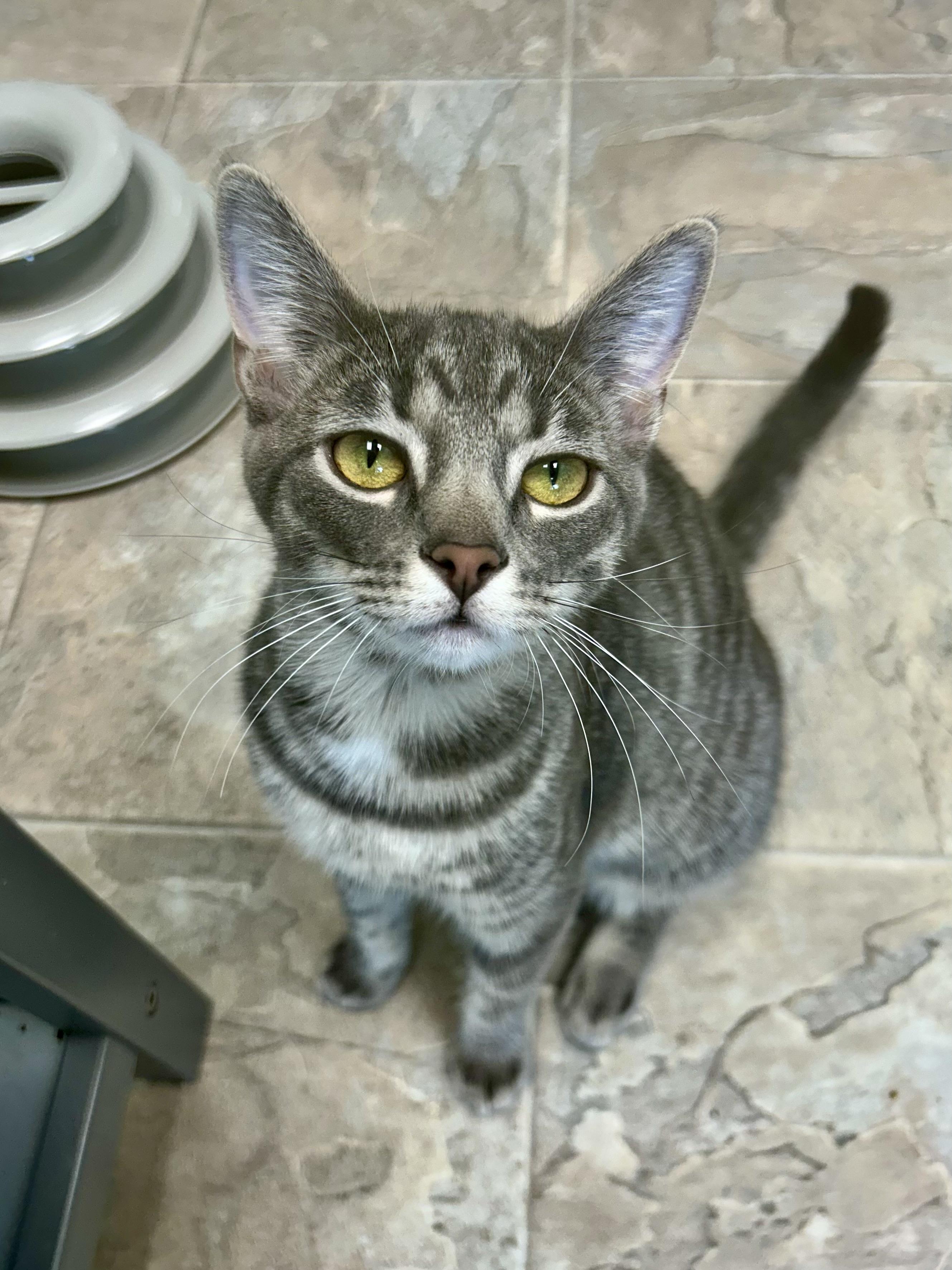 Enlarge Uno , a Adoptable Tabby in Grand Rapids, MI image 1/6
